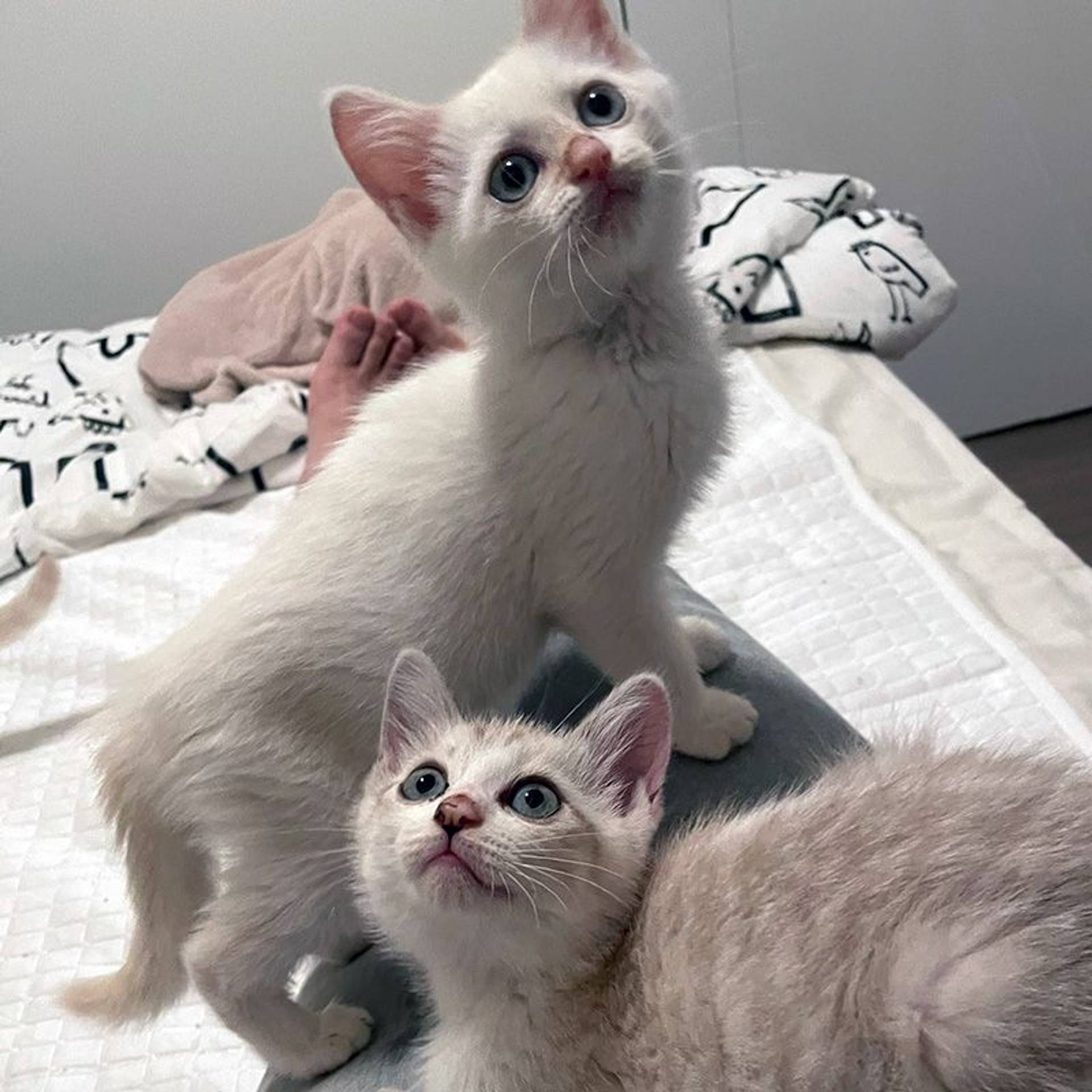 雑種（ミックス猫）・オスの里親募集の写真