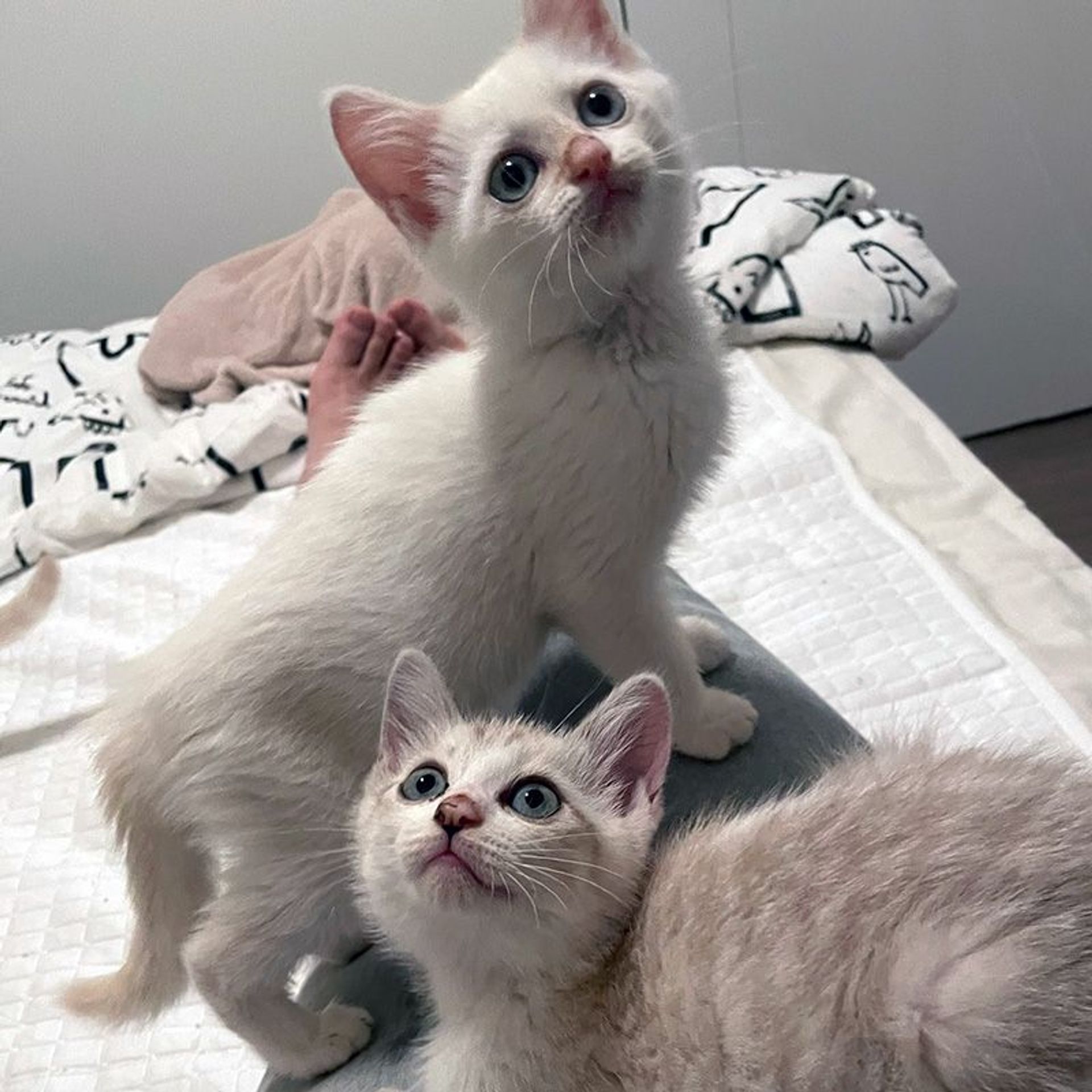 雑種（ミックス猫）・オスの里親募集の写真