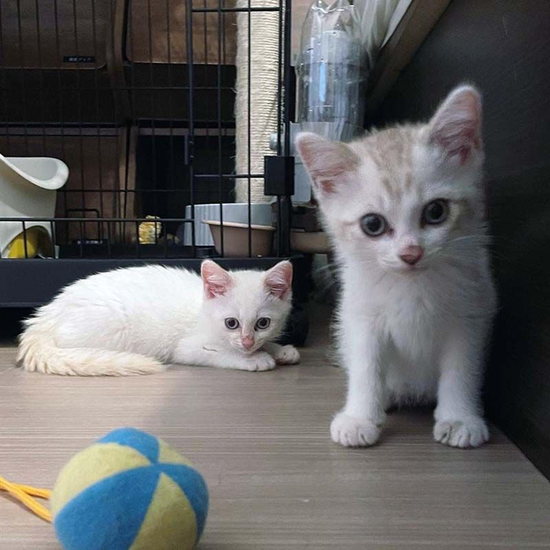 pet-image-8