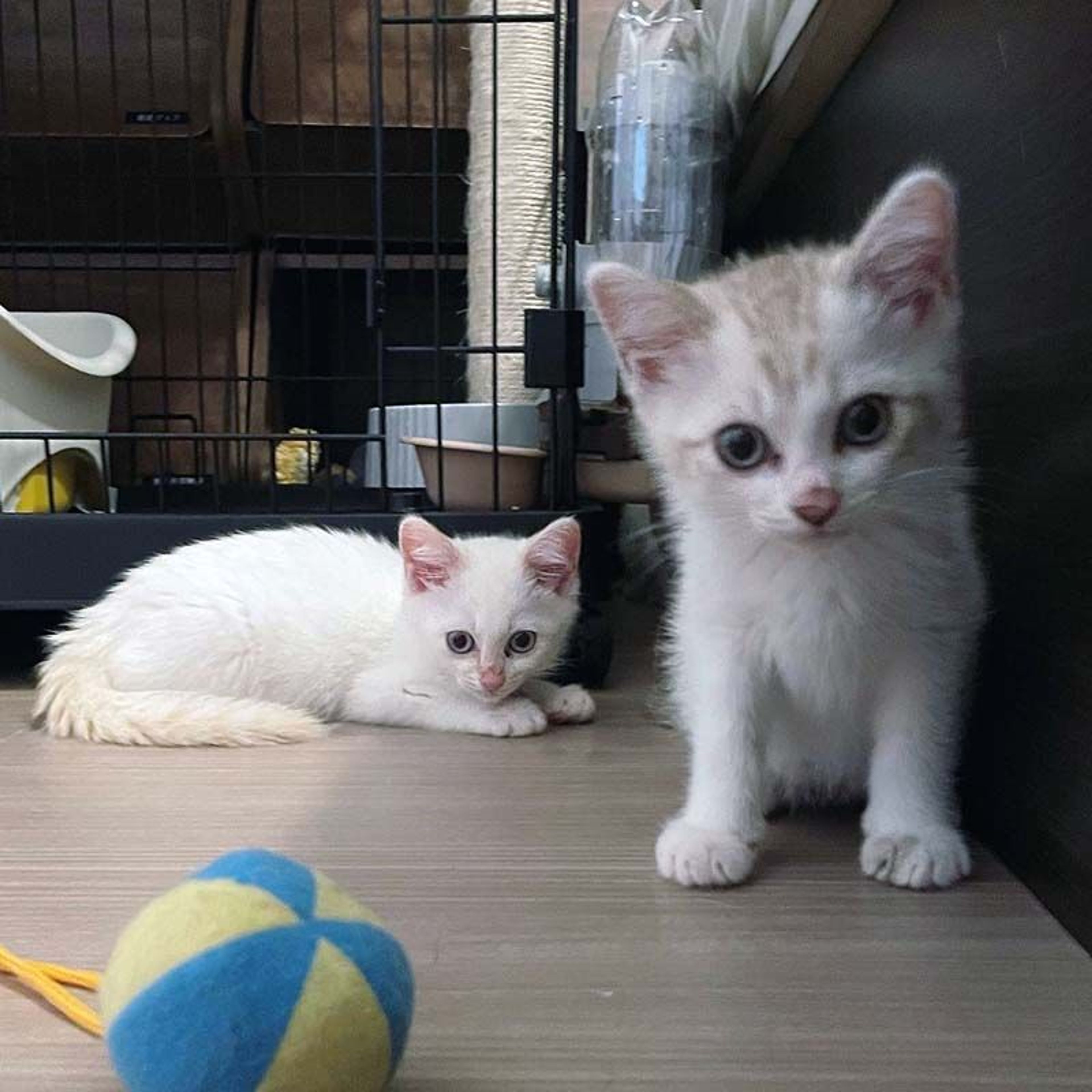 pet-image-8