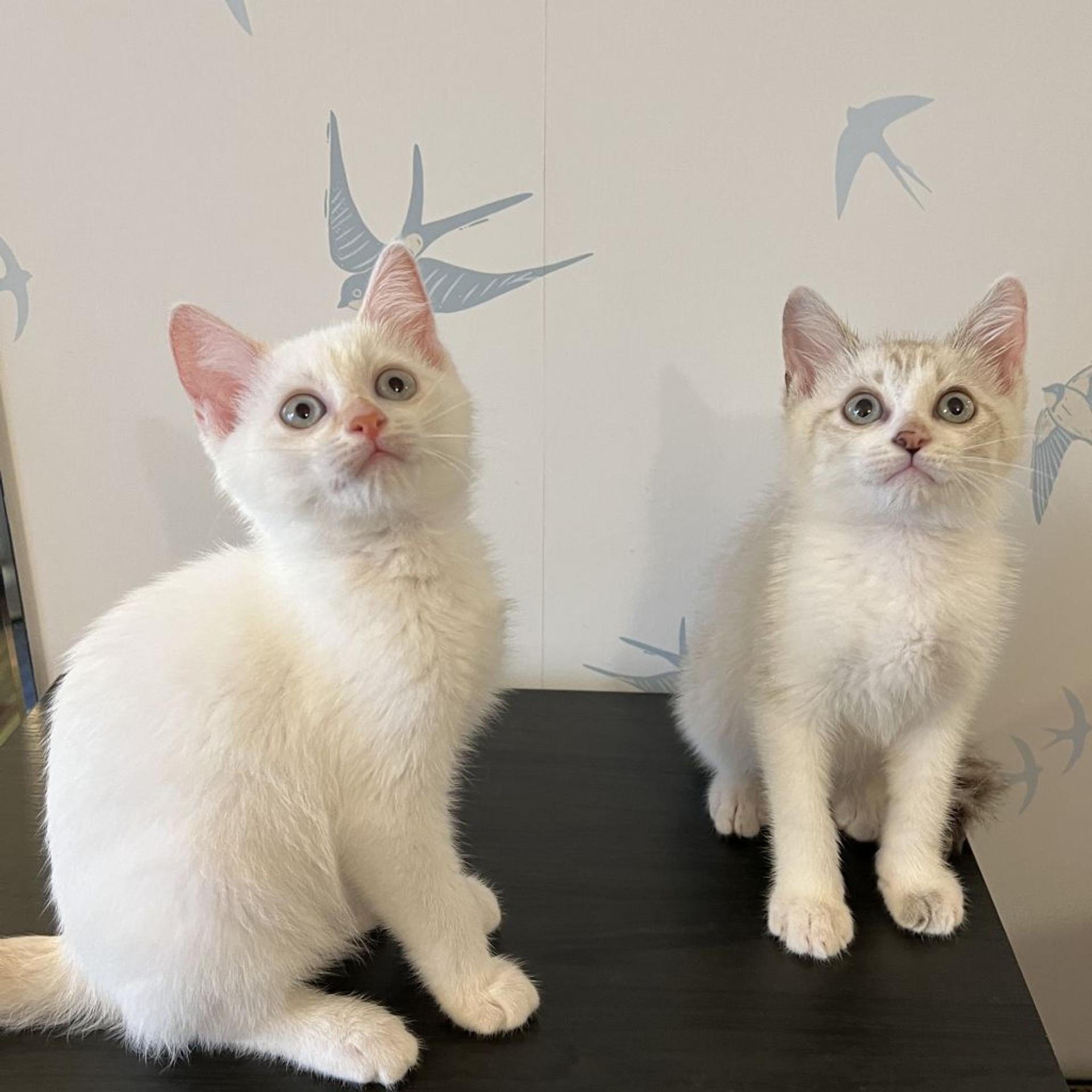 pet-image-9