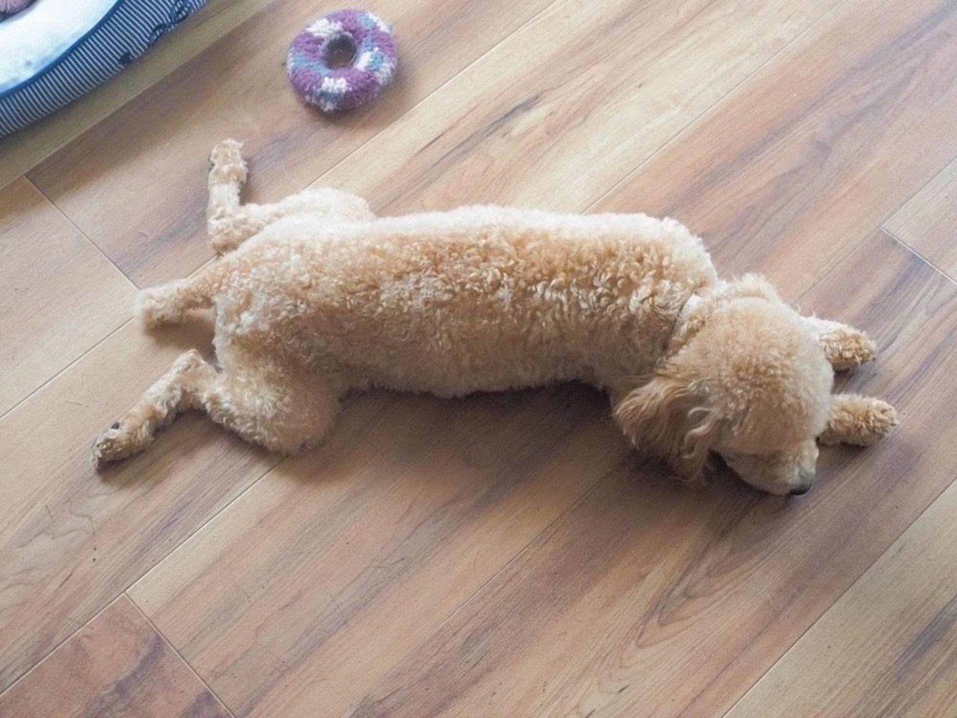 pet-image-2