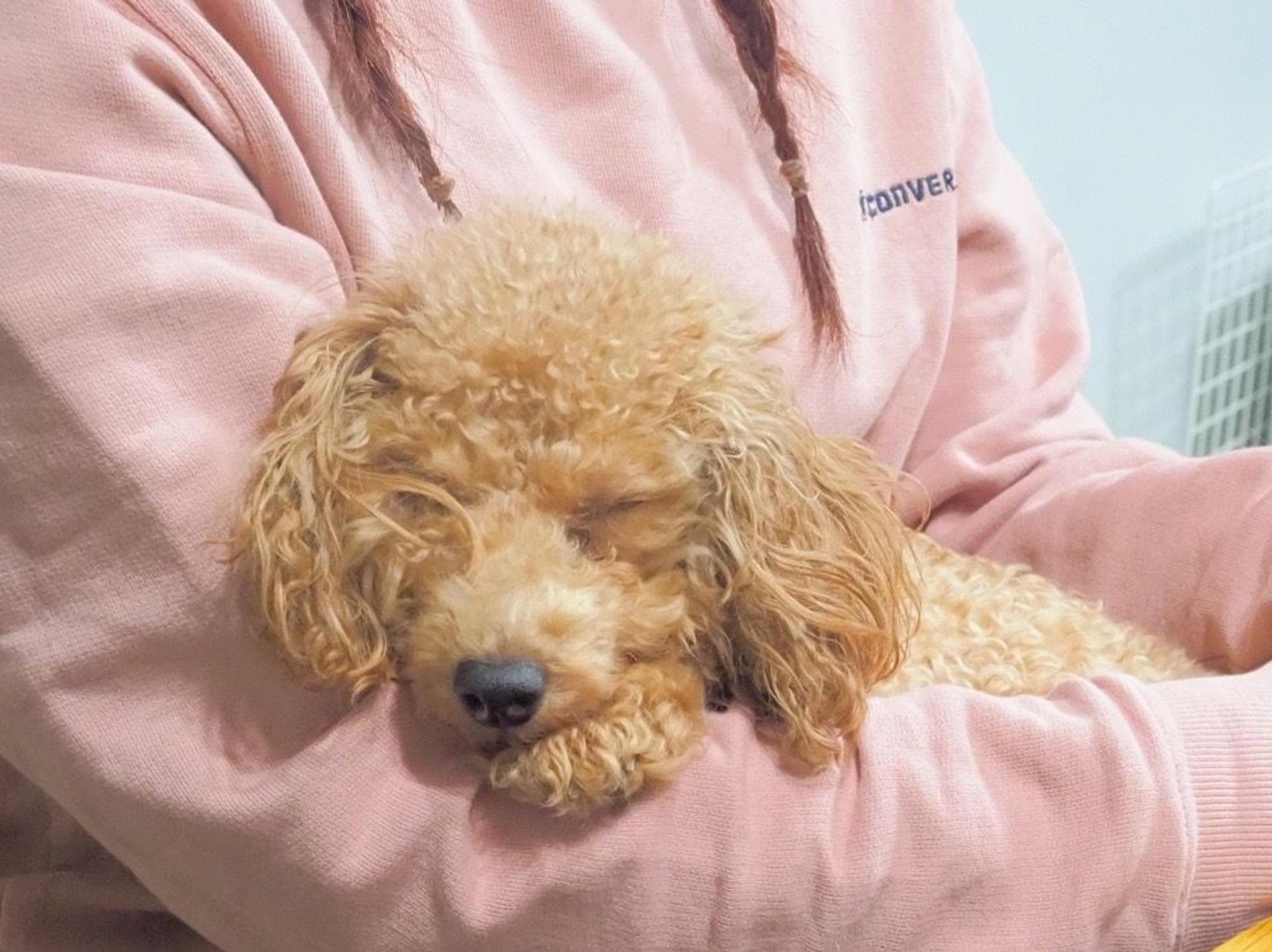 pet-image-6