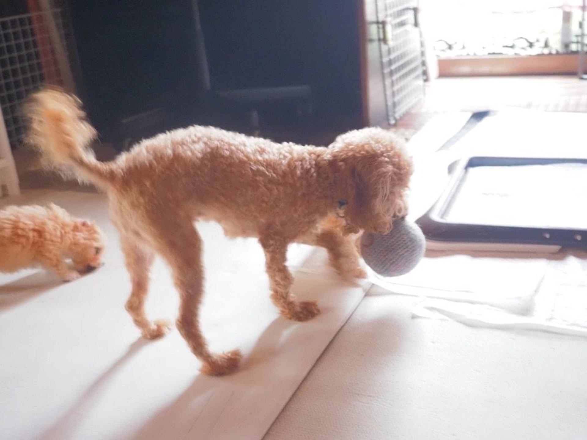 pet-image-7