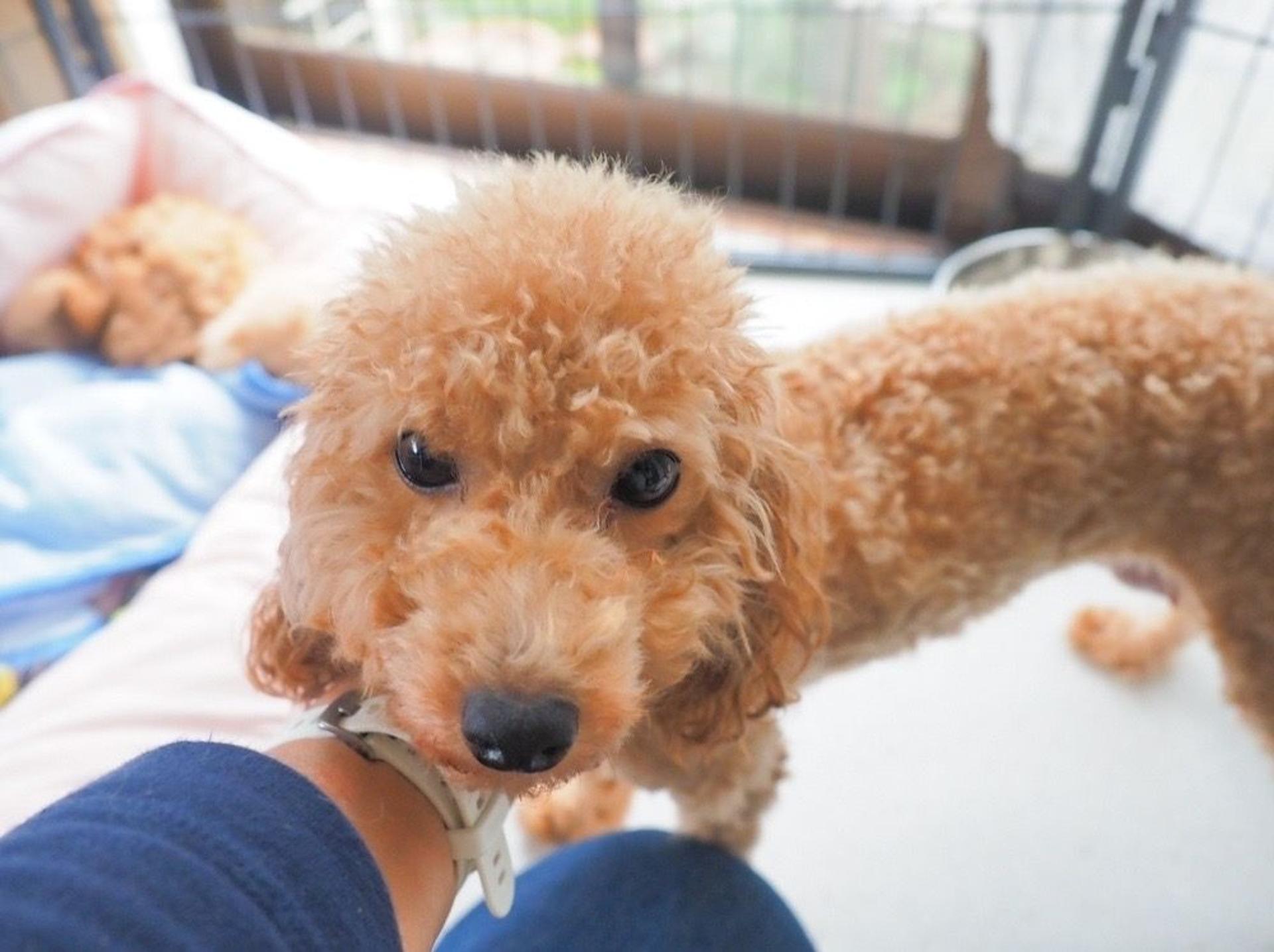 pet-image-8