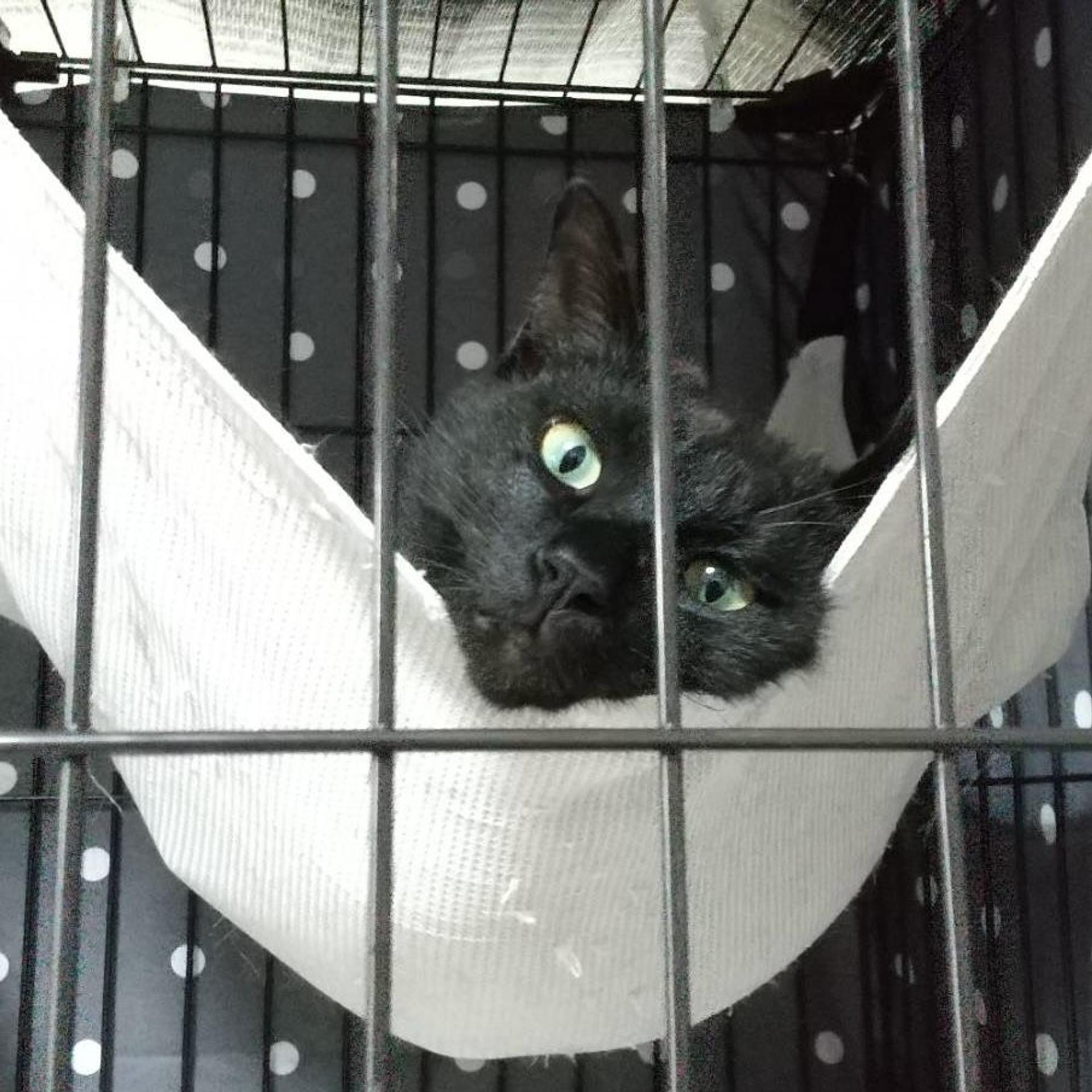 pet-image-2