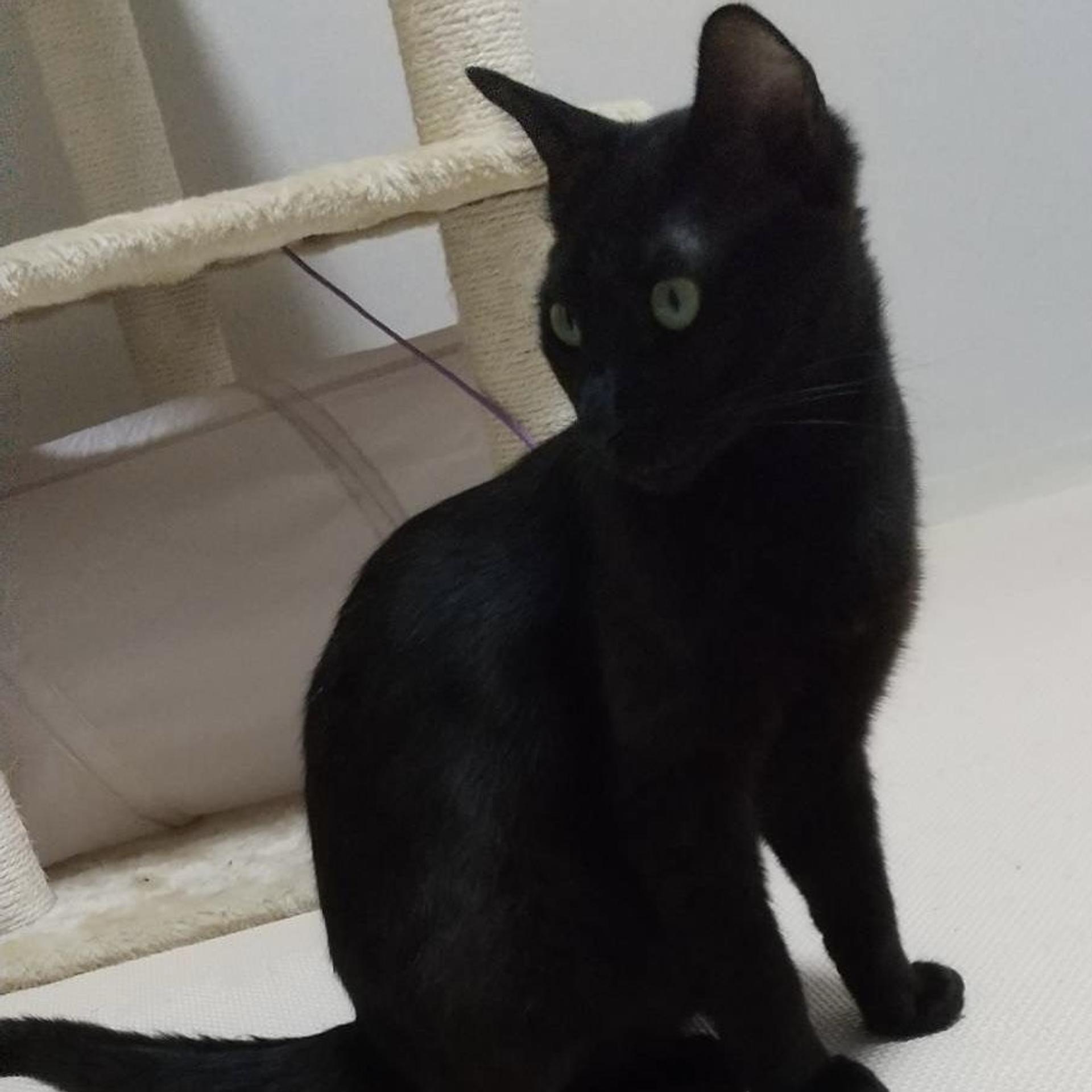 pet-image-6