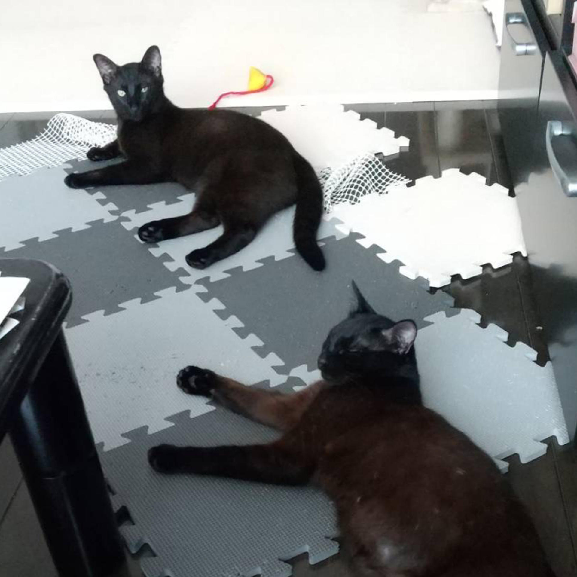pet-image-9