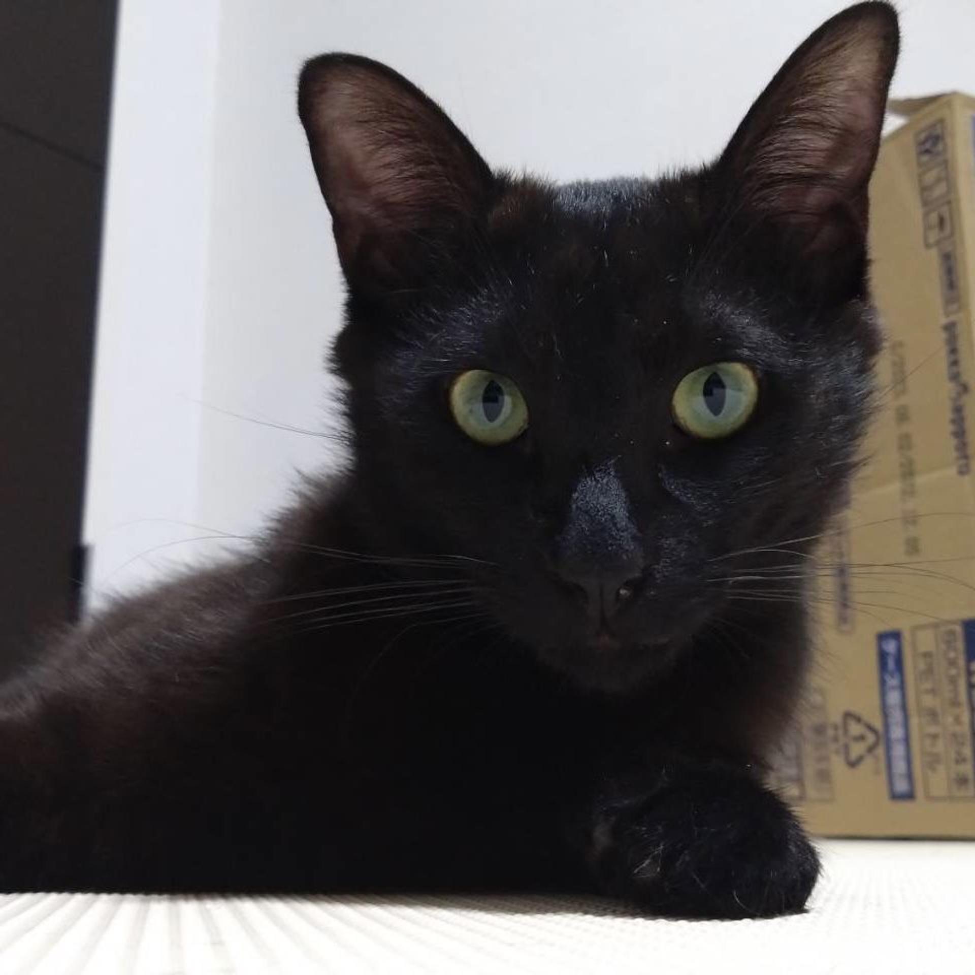 pet-image-3