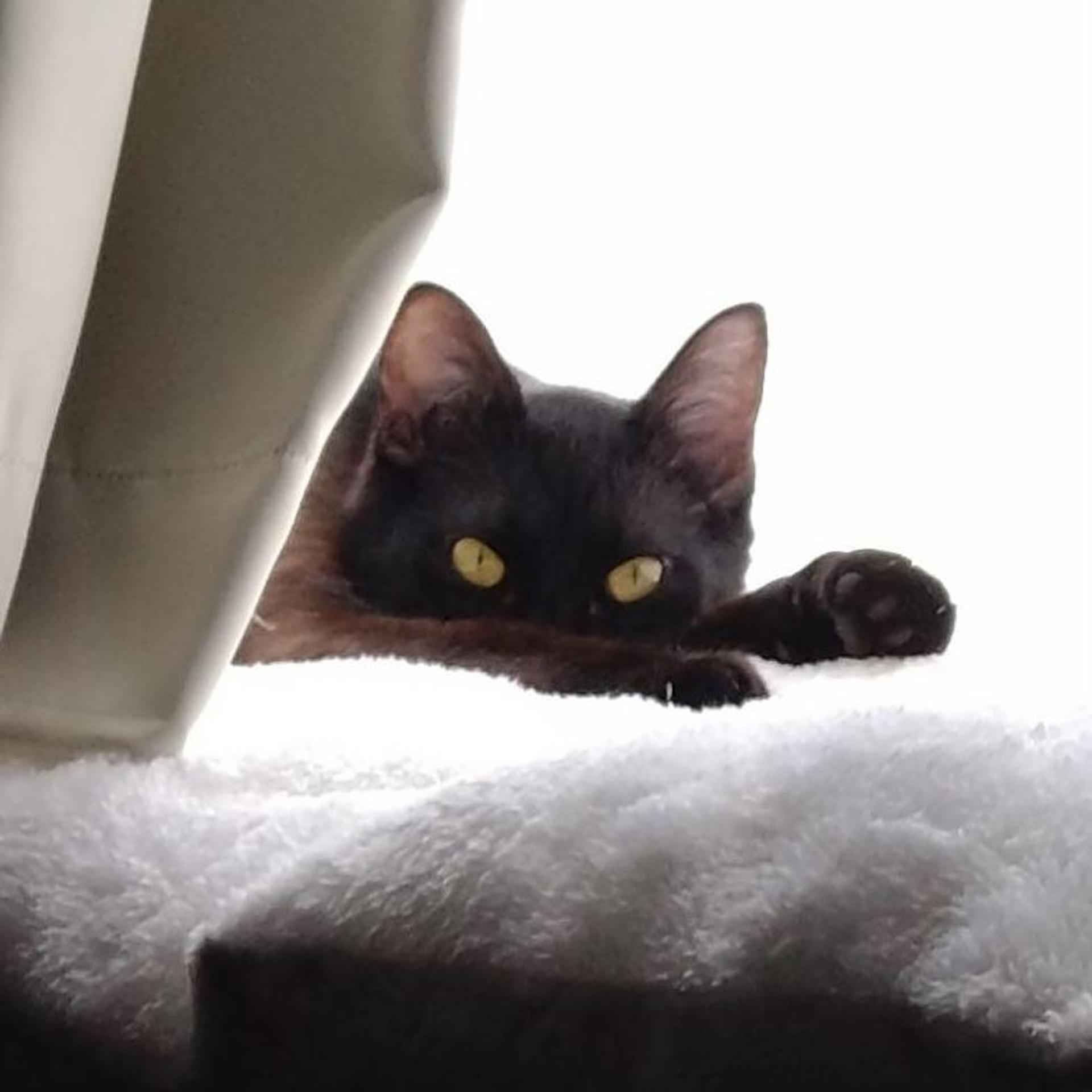pet-image-5