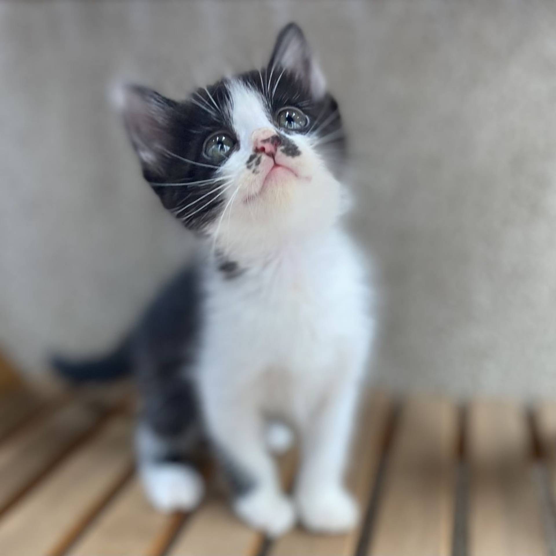 雑種（ミックス猫）・メスの里親募集の写真