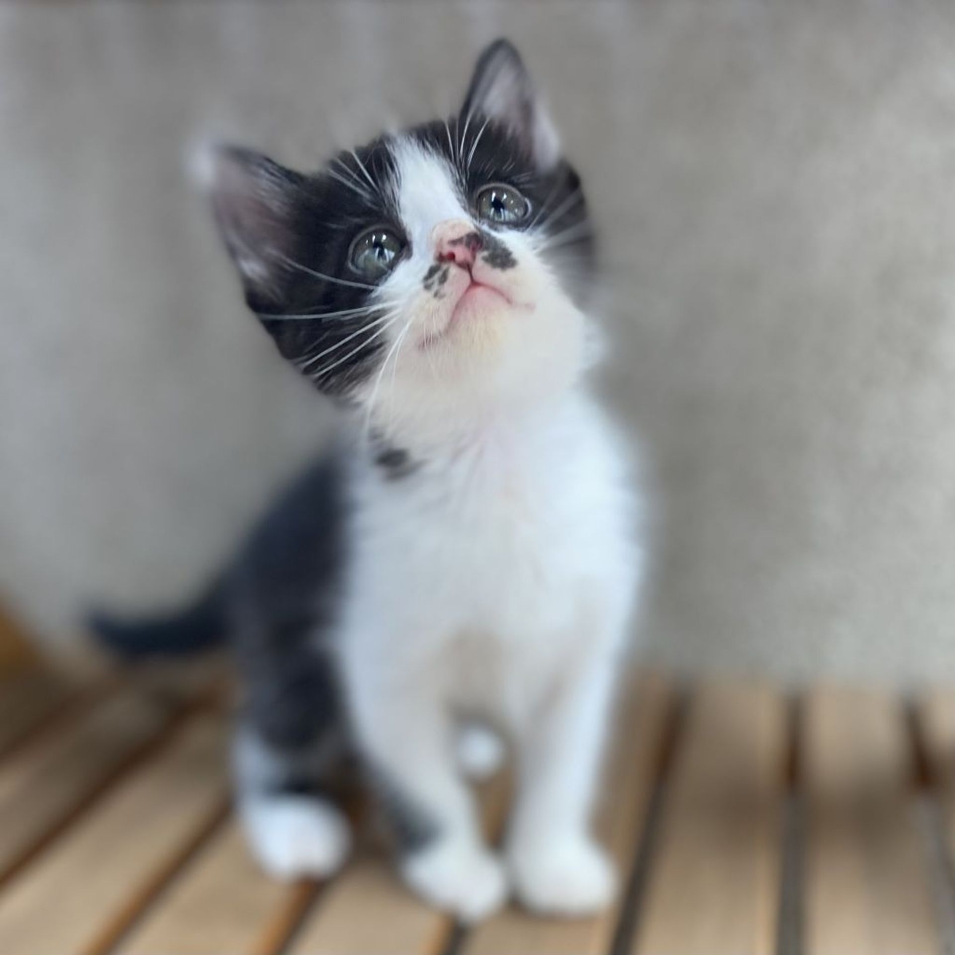 雑種（ミックス猫）・メスの里親募集の写真
