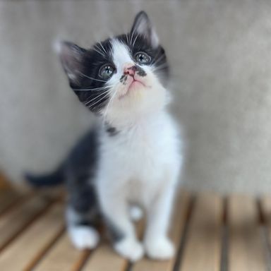 チェリーの写真