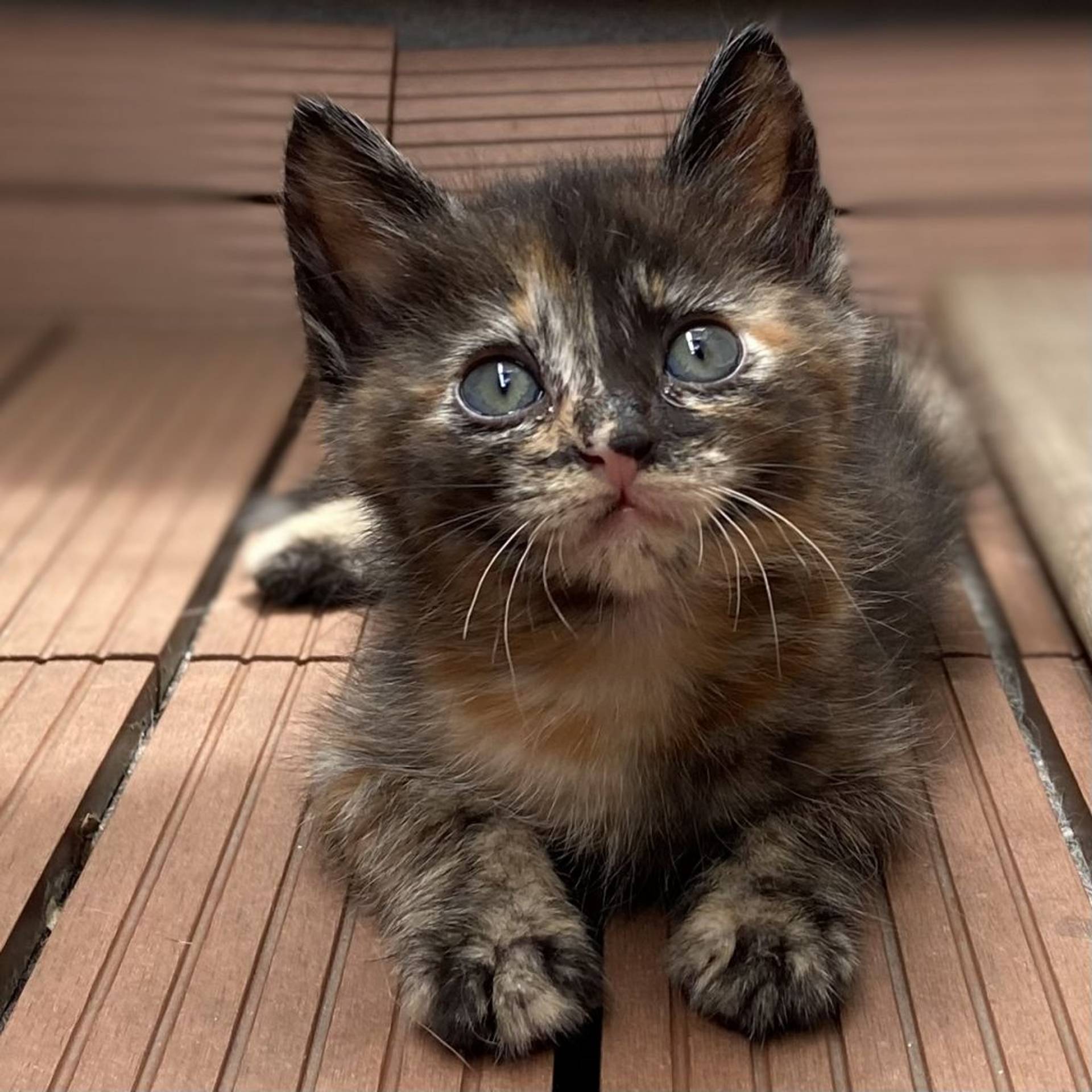 雑種（ミックス猫）・メスの里親募集の写真