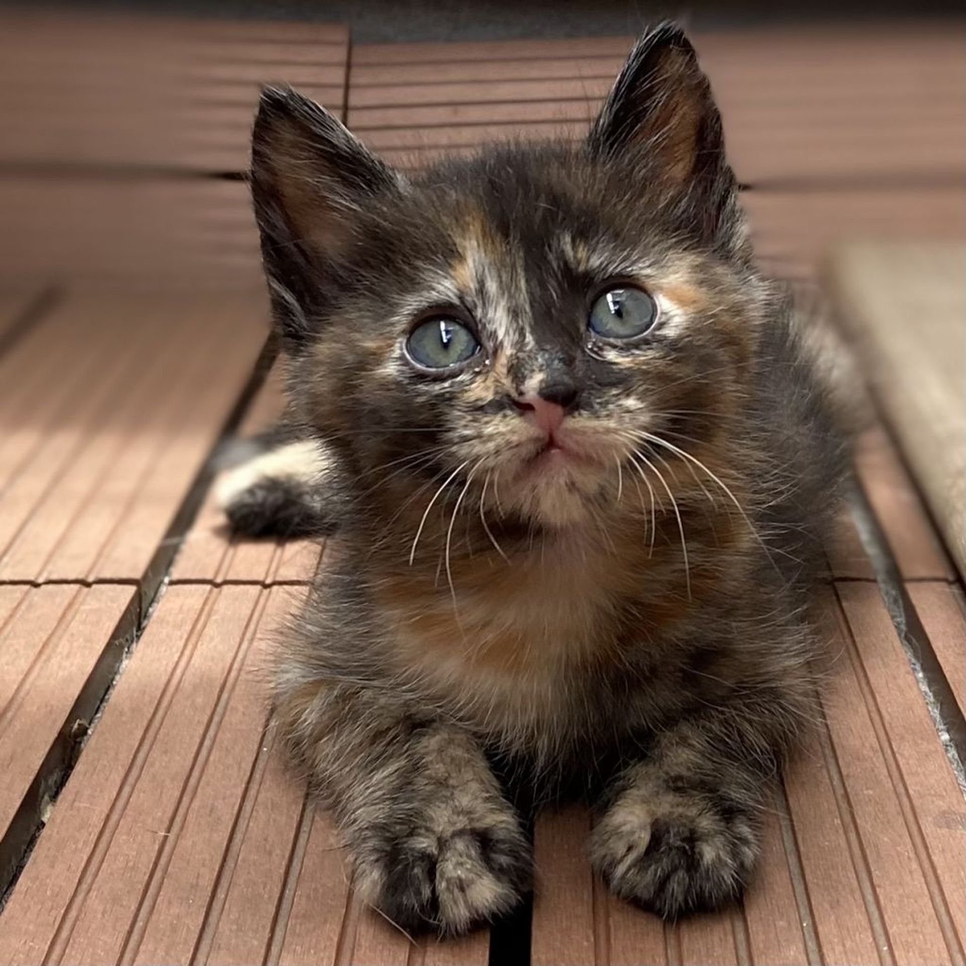 雑種（ミックス猫）・メスの里親募集の写真