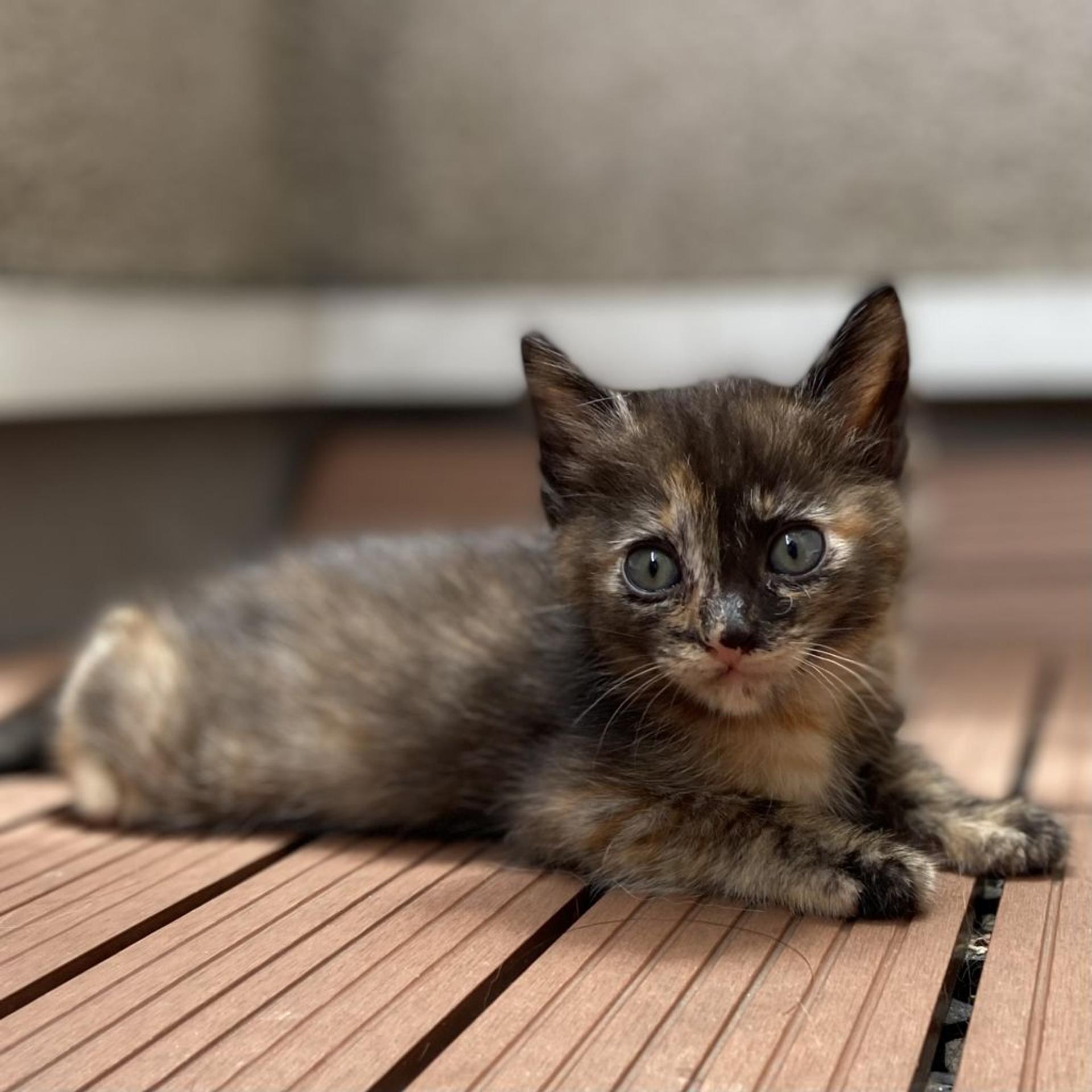 pet-image-5
