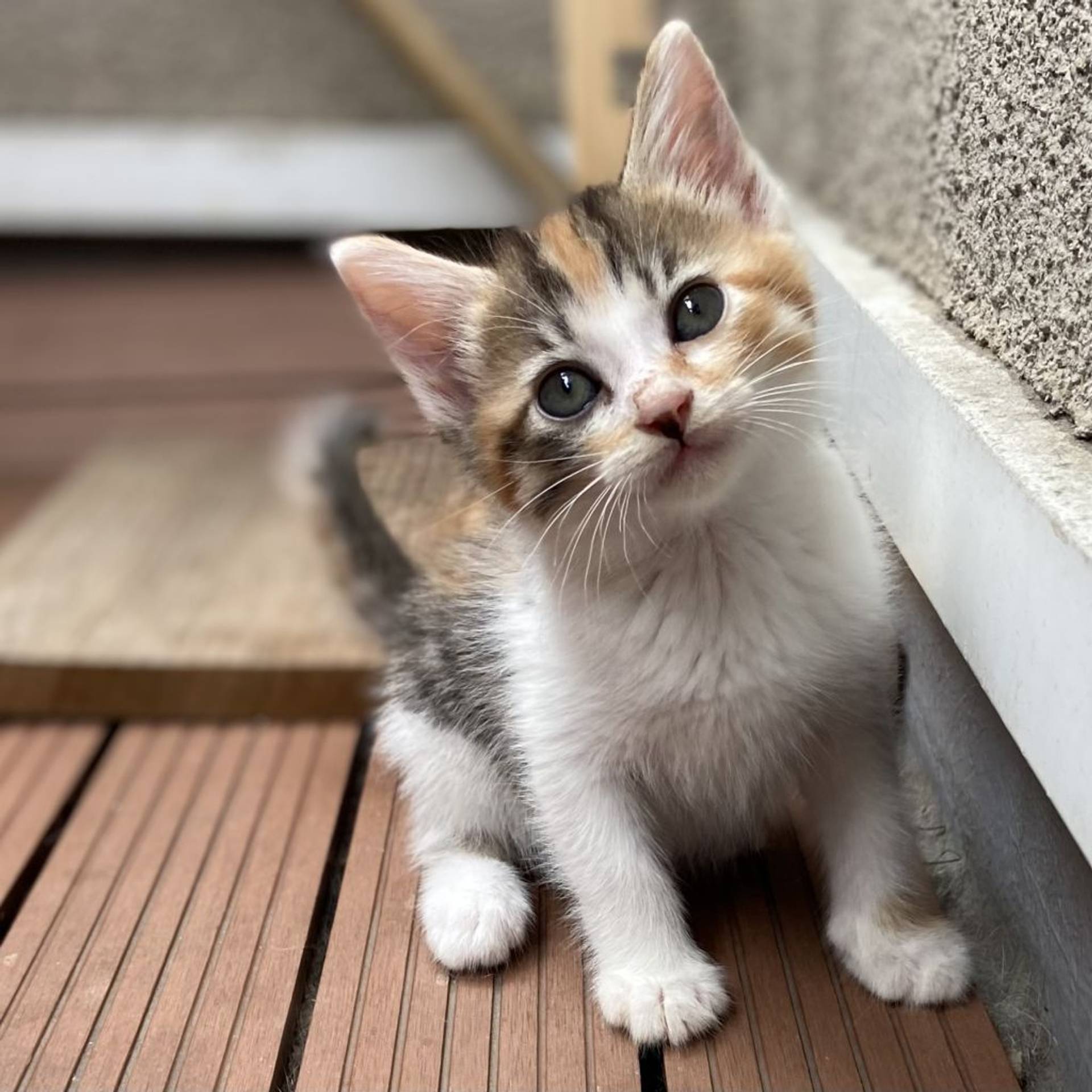 雑種（ミックス猫）・メスの里親募集の写真