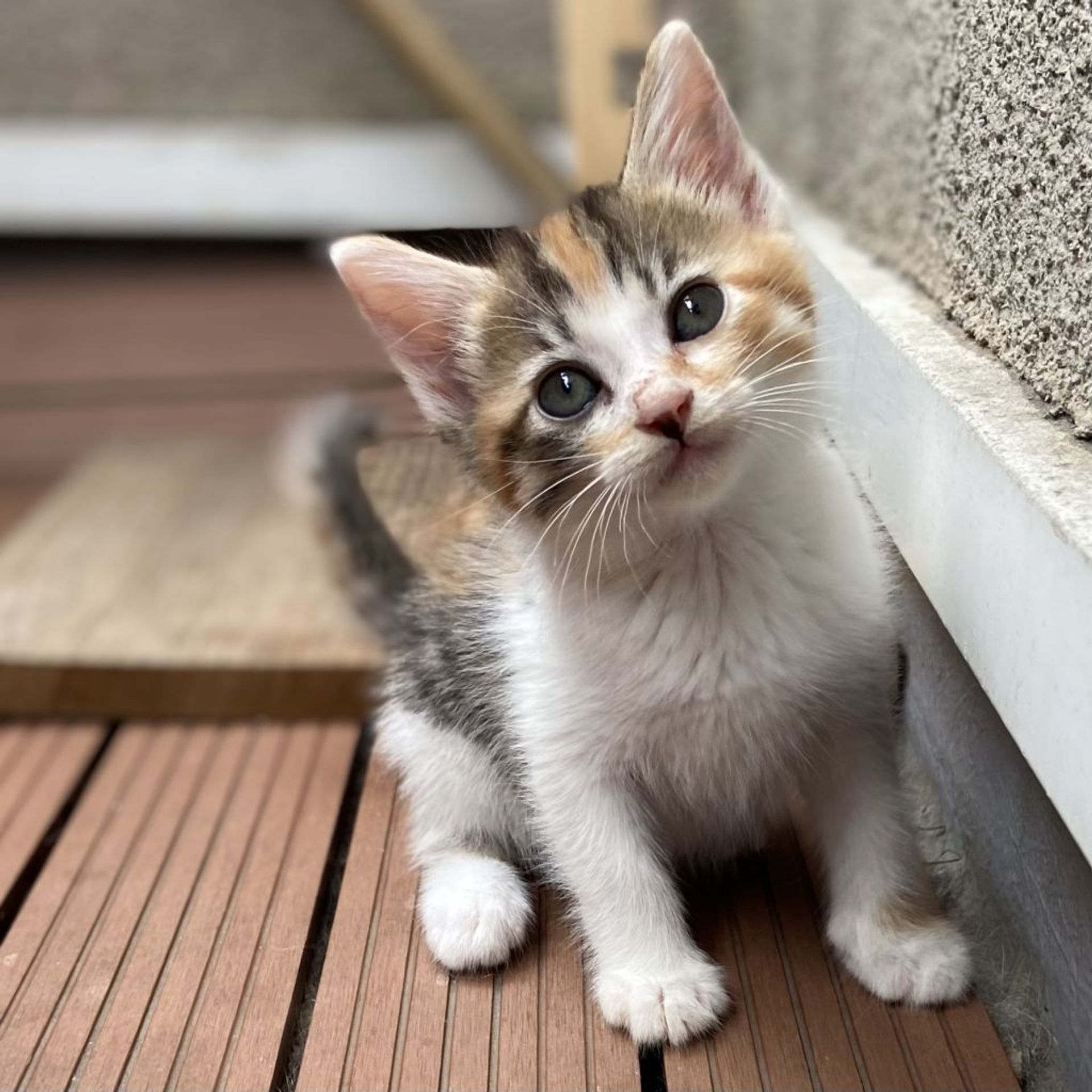 雑種（ミックス猫）・メスの里親募集の写真