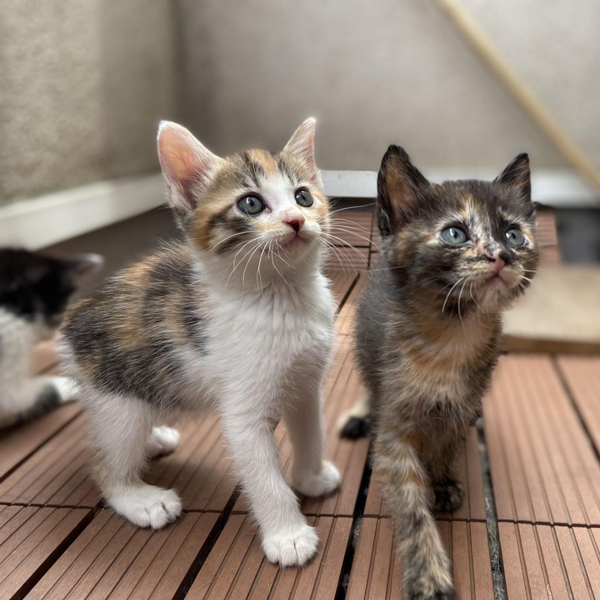 pet-image-5