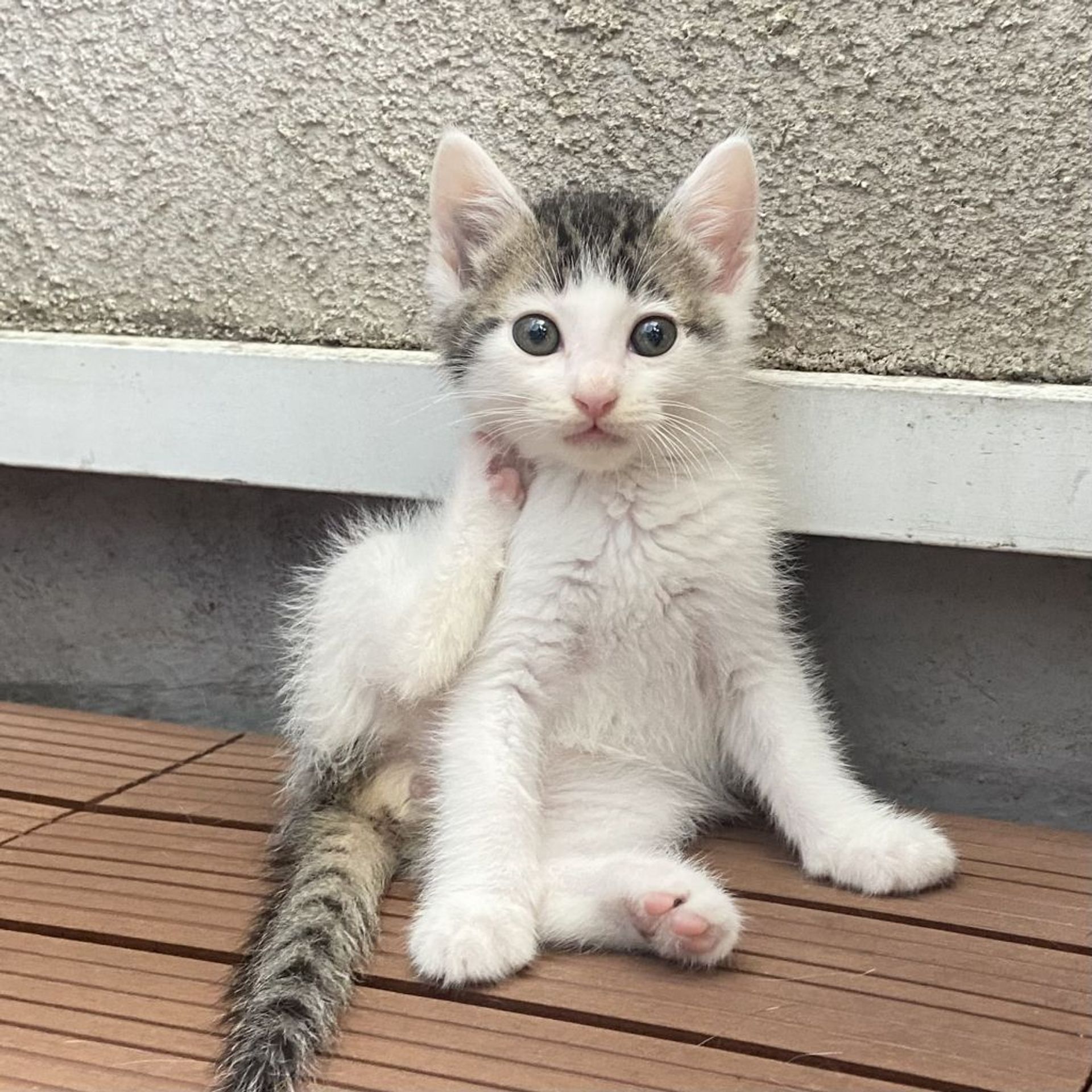 雑種（ミックス猫）・オスの里親募集の写真