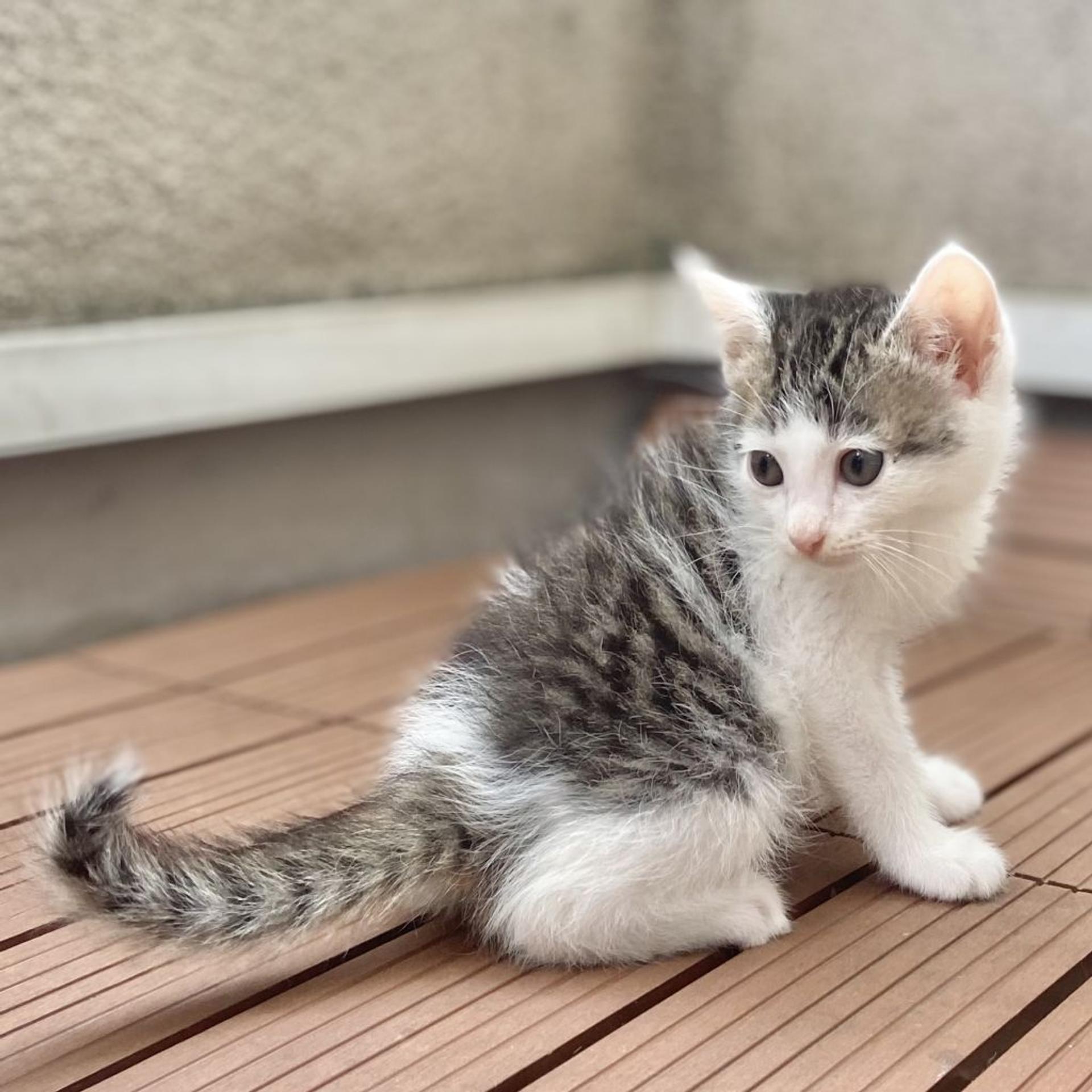 pet-image-7