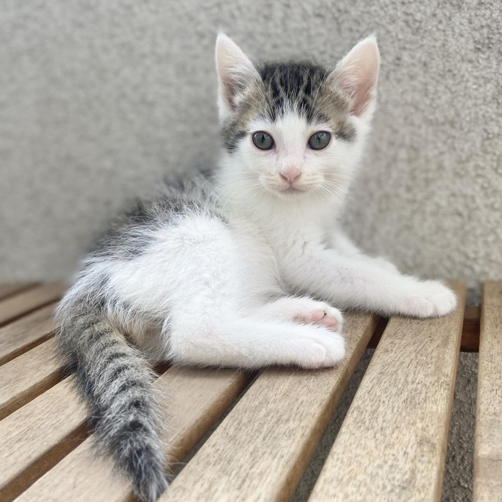 pet-image-8