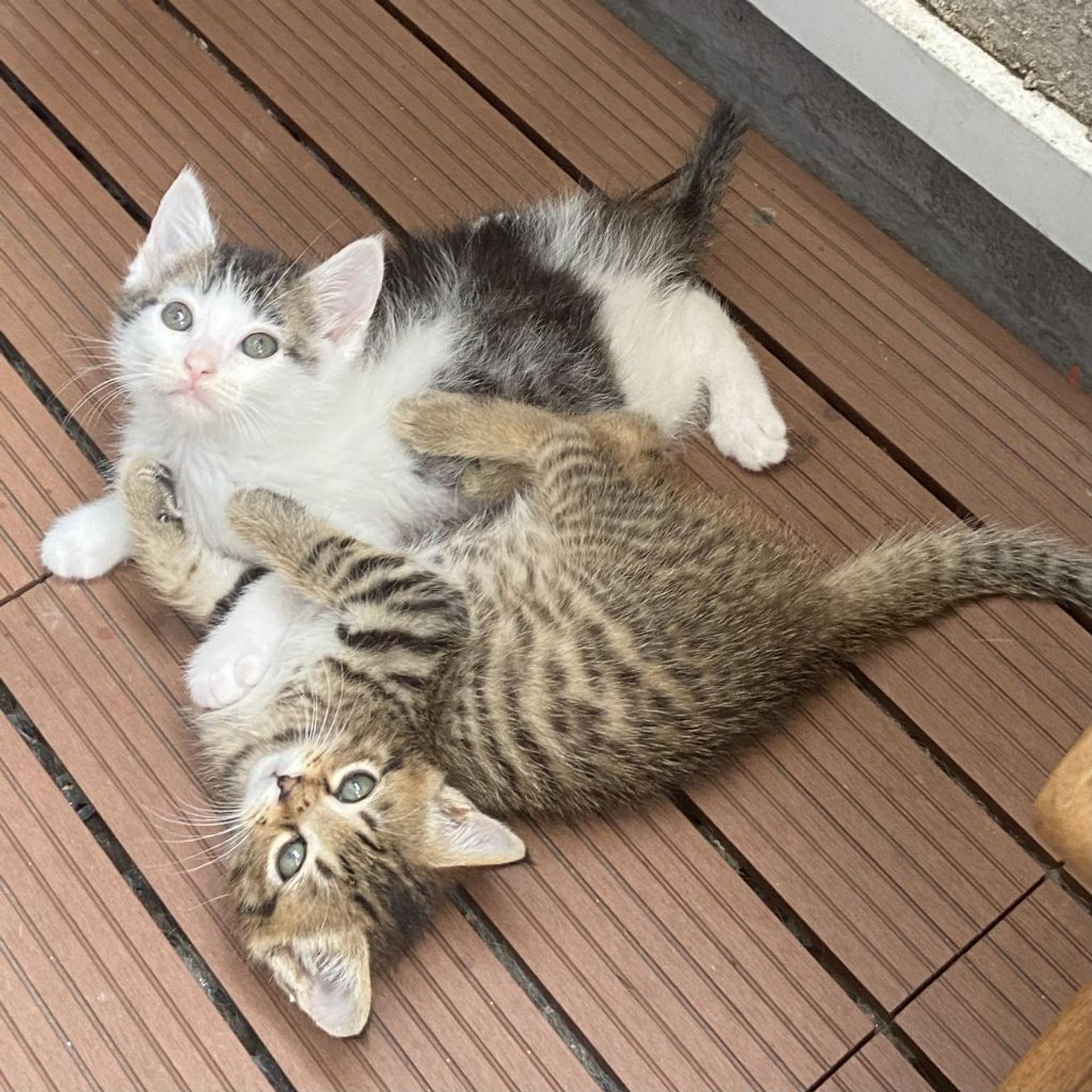 pet-image-9
