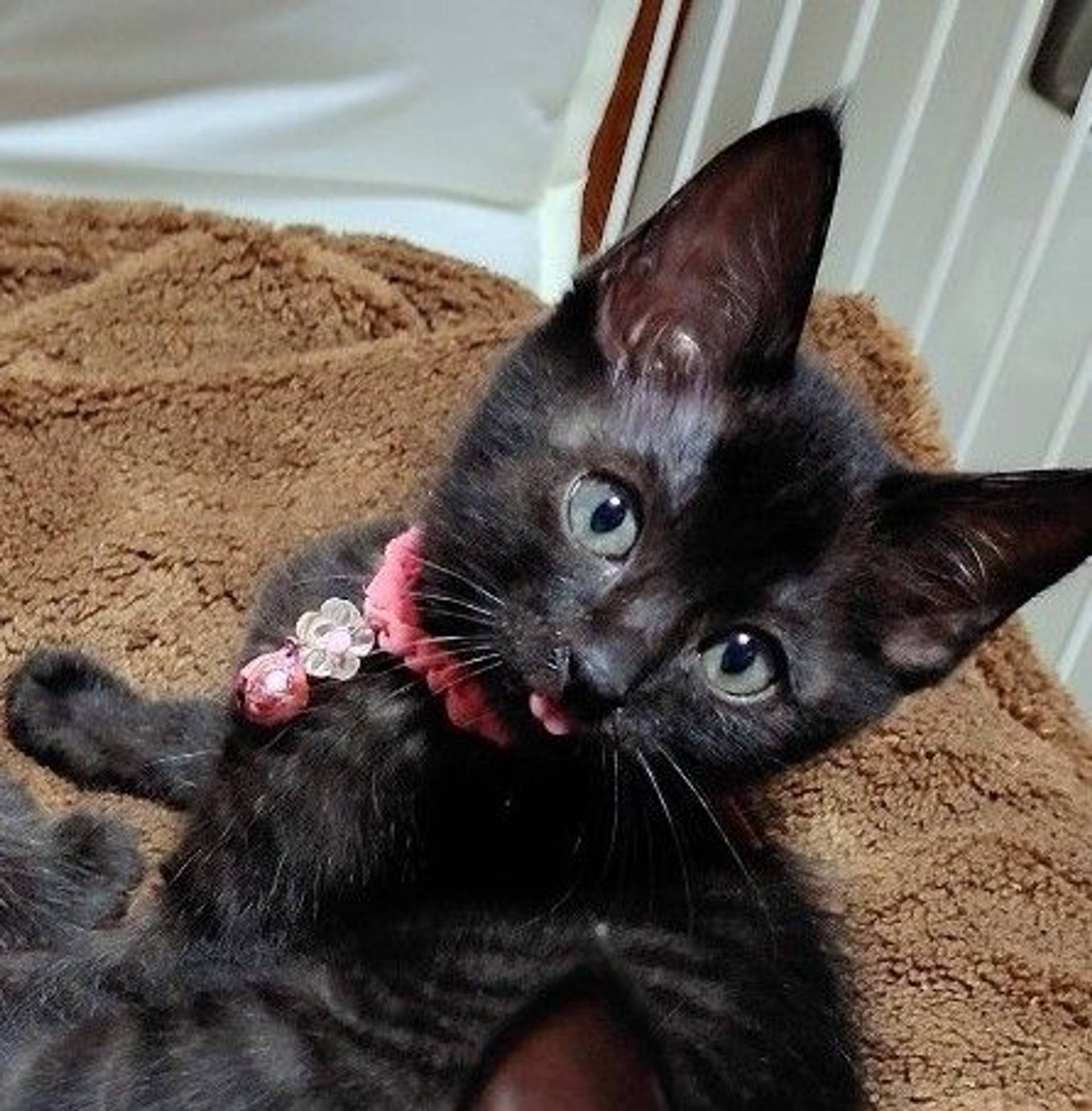 雑種（ミックス猫）・メスの里親募集の写真
