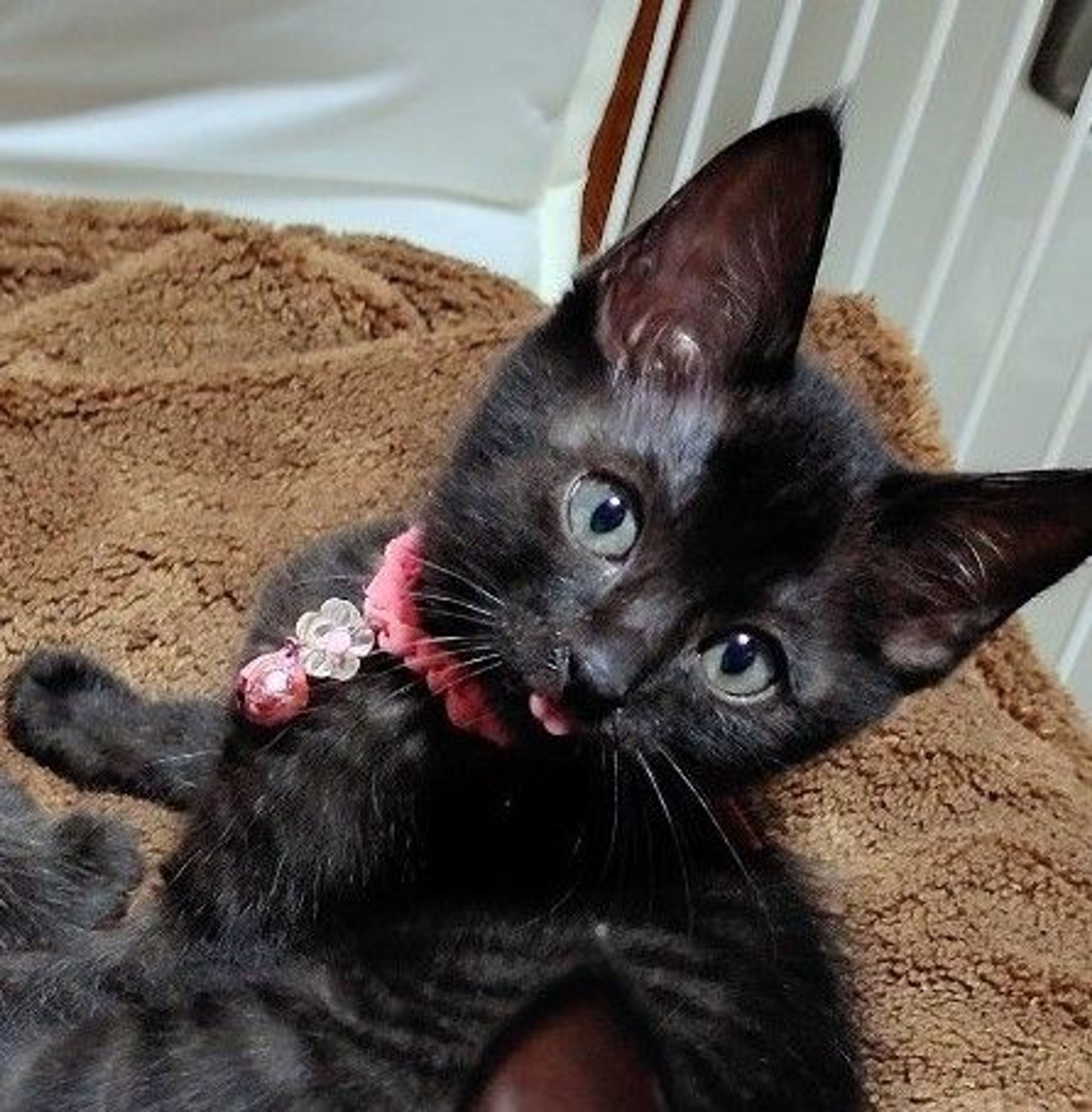 雑種（ミックス猫）・メスの里親募集の写真