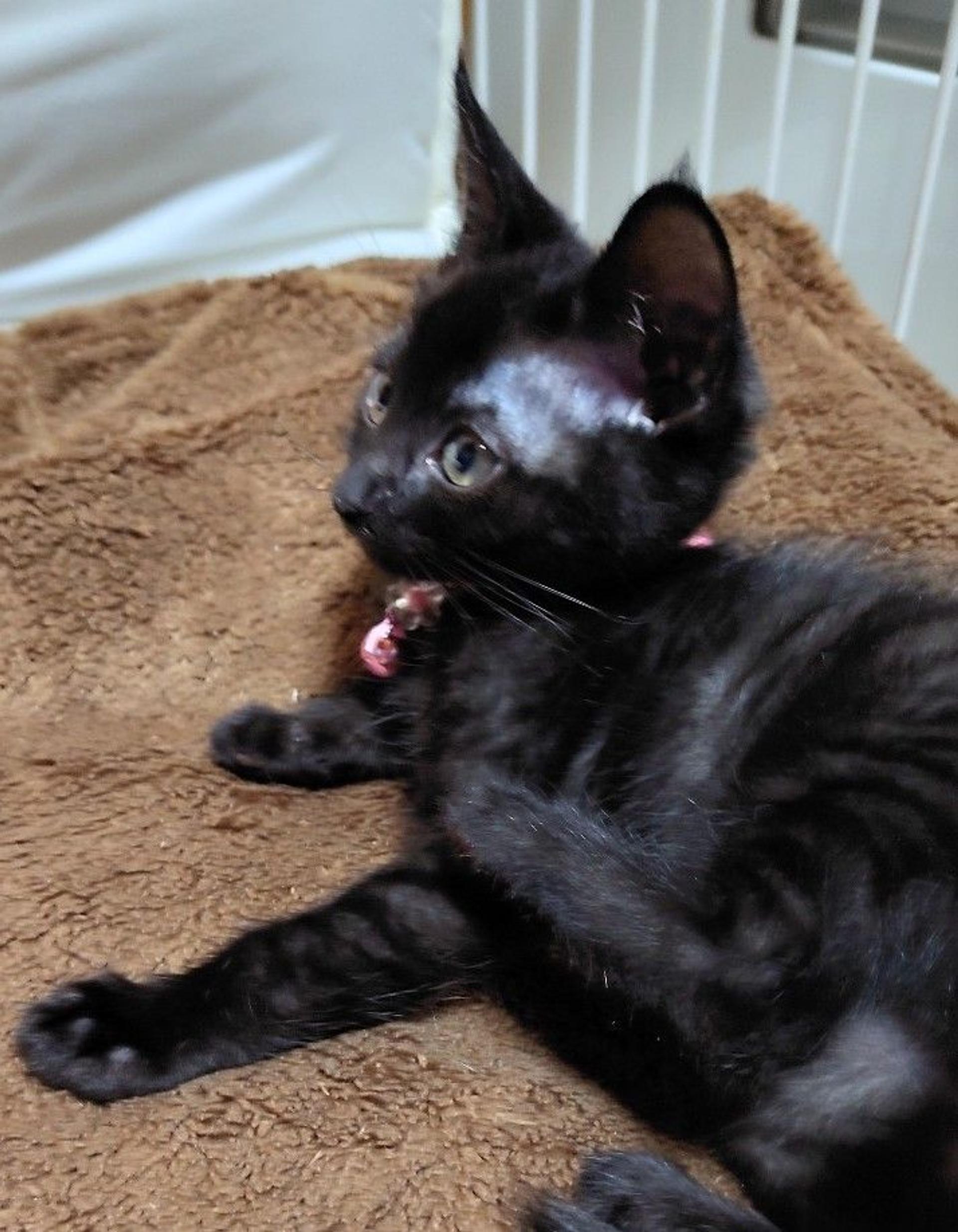 pet-image-4