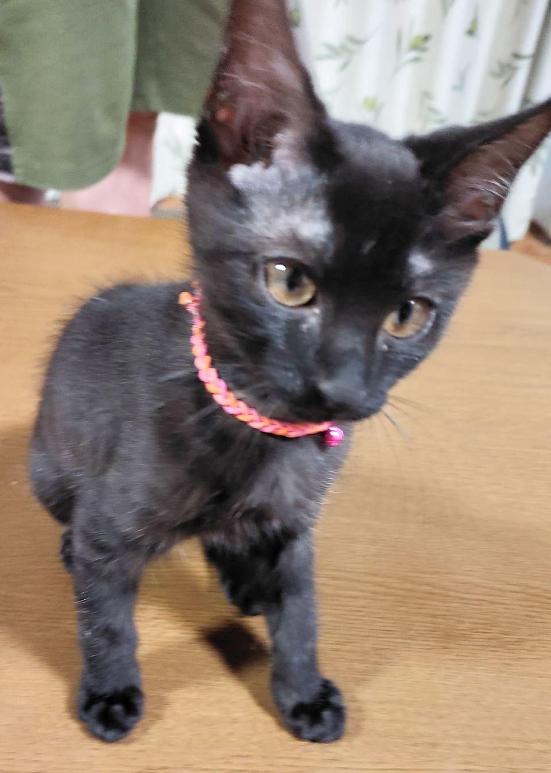 pet-image-2