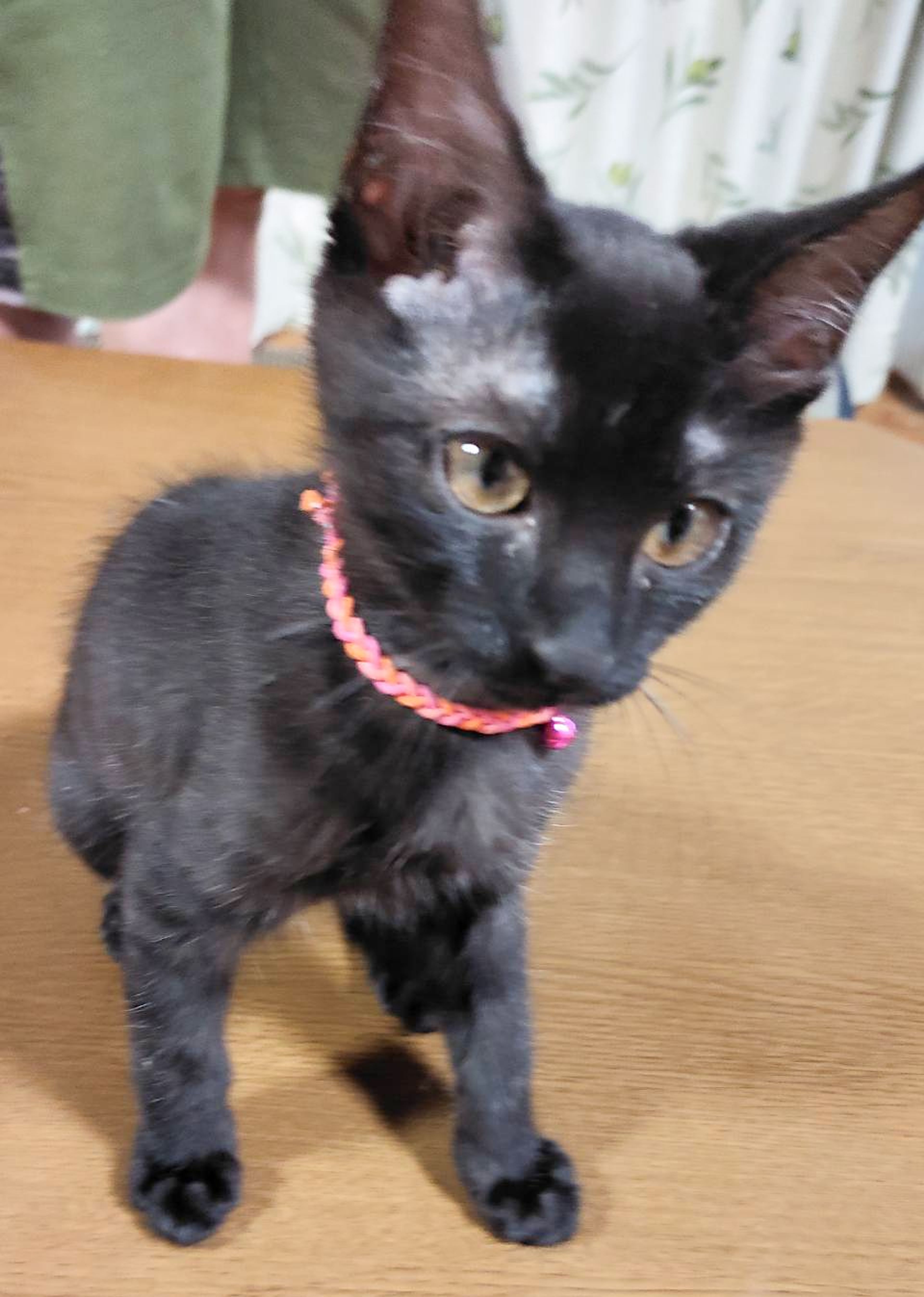 pet-image-2
