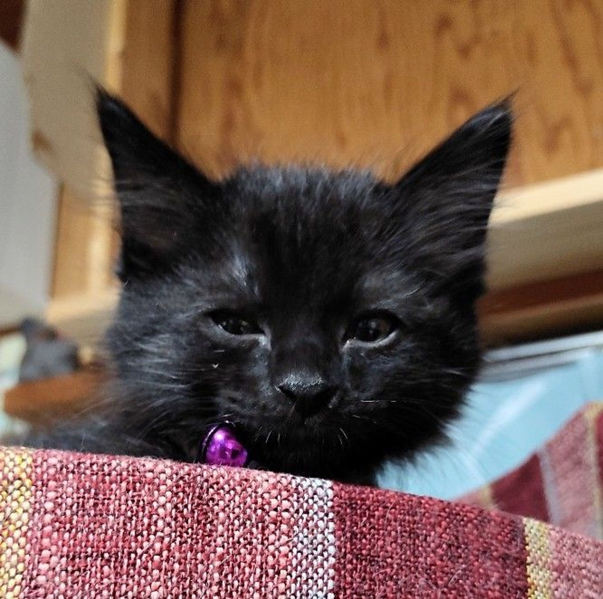 雑種（ミックス猫）・オスの里親募集の写真