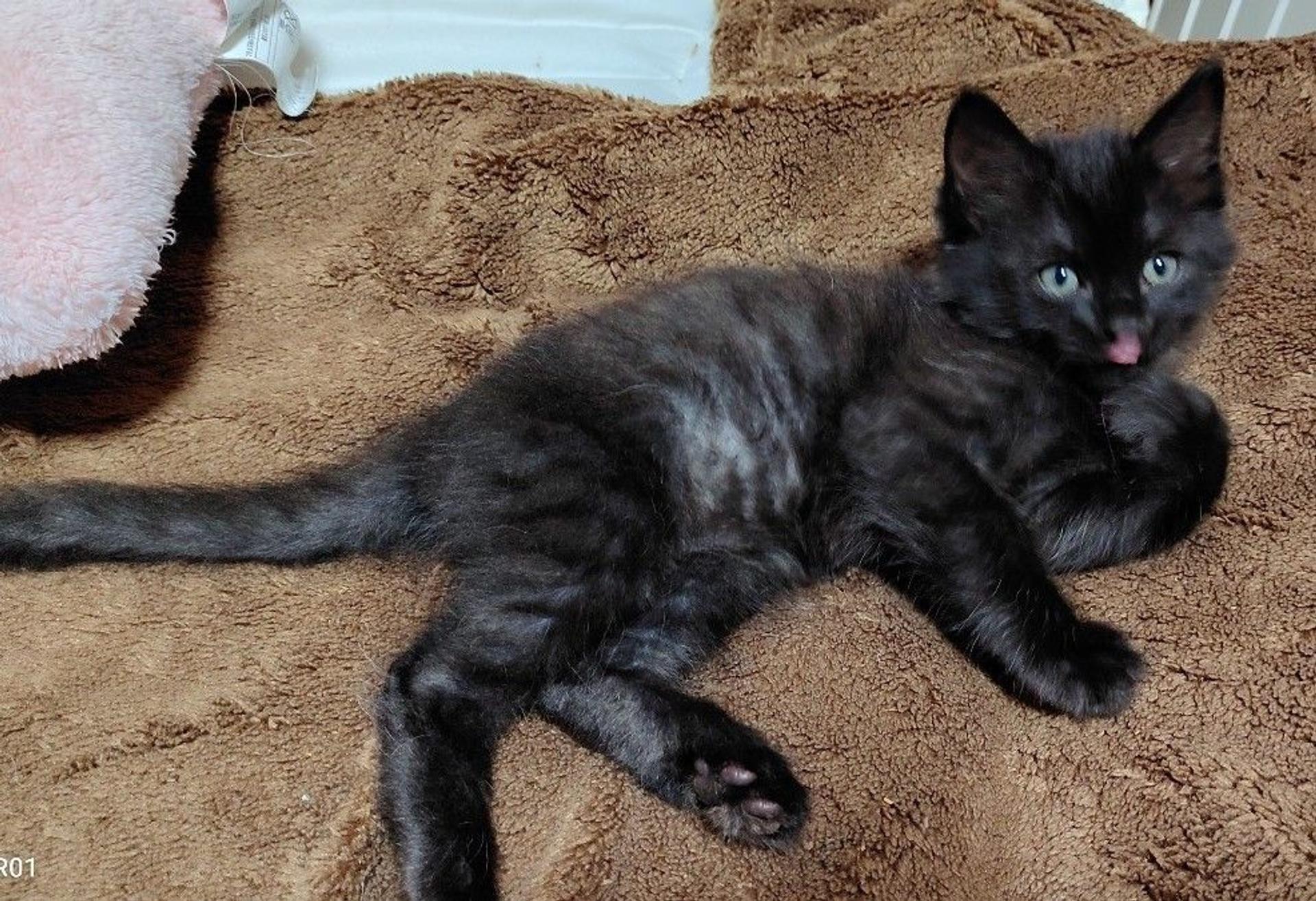pet-image-2