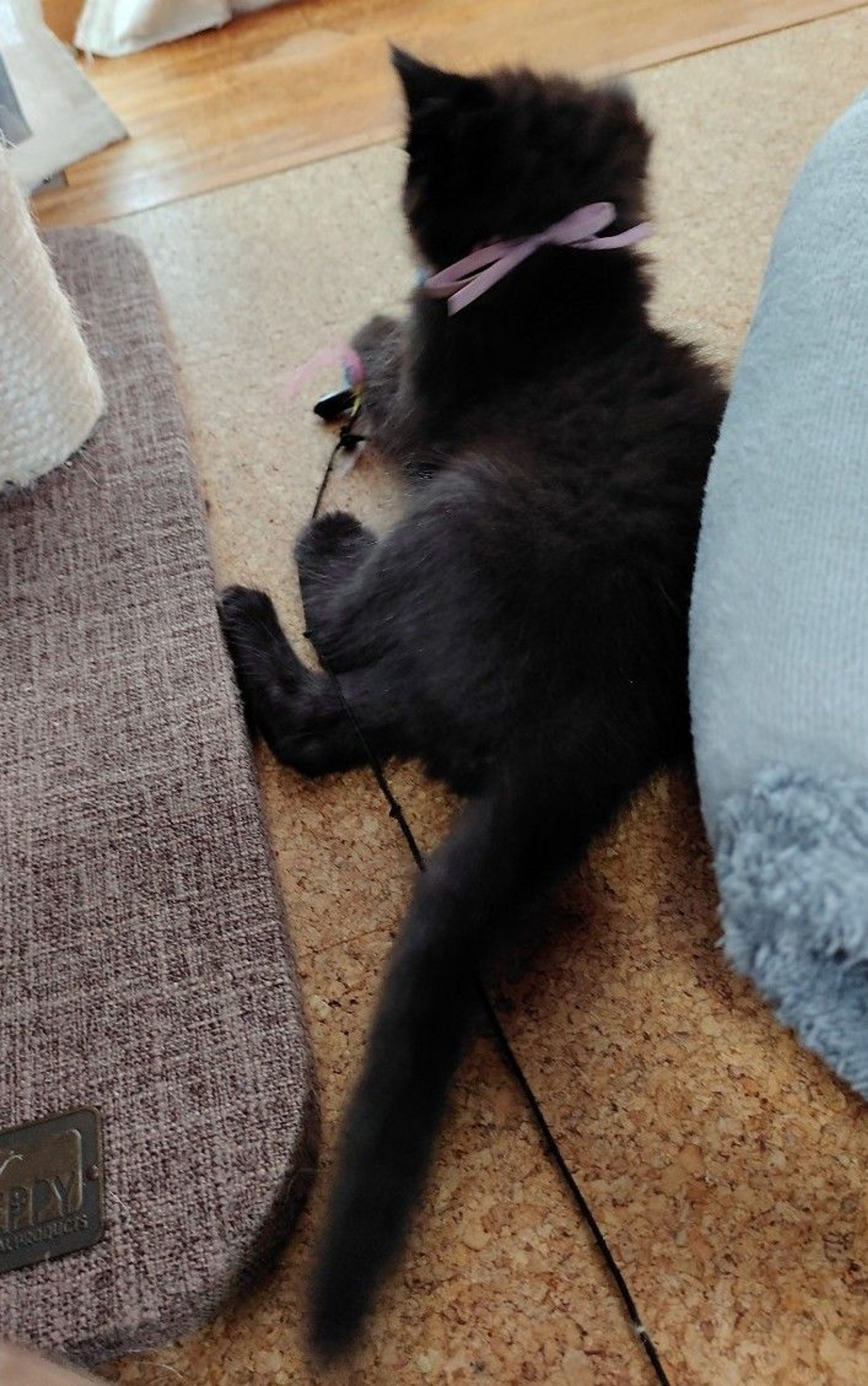 pet-image-3