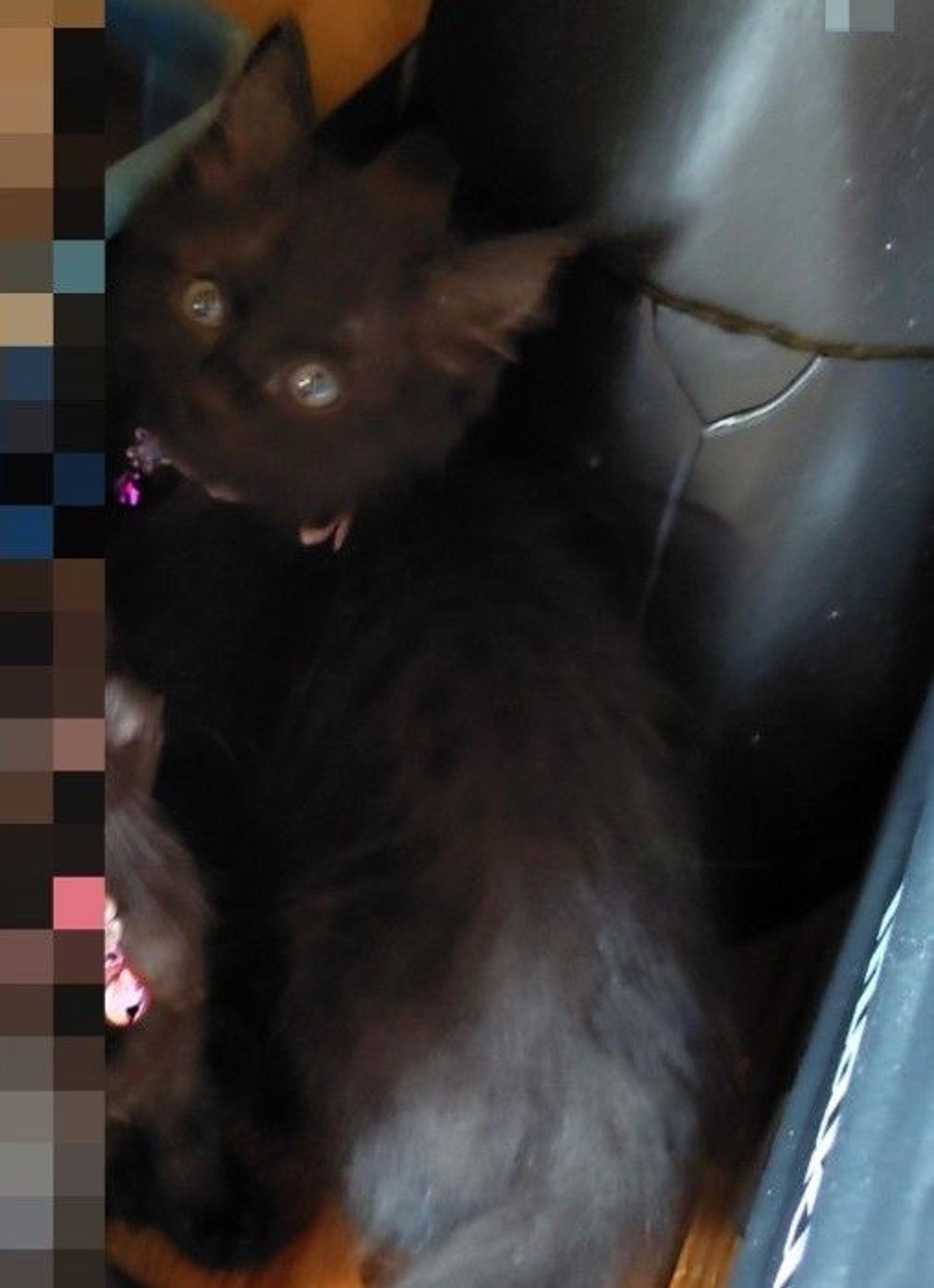 pet-image-4