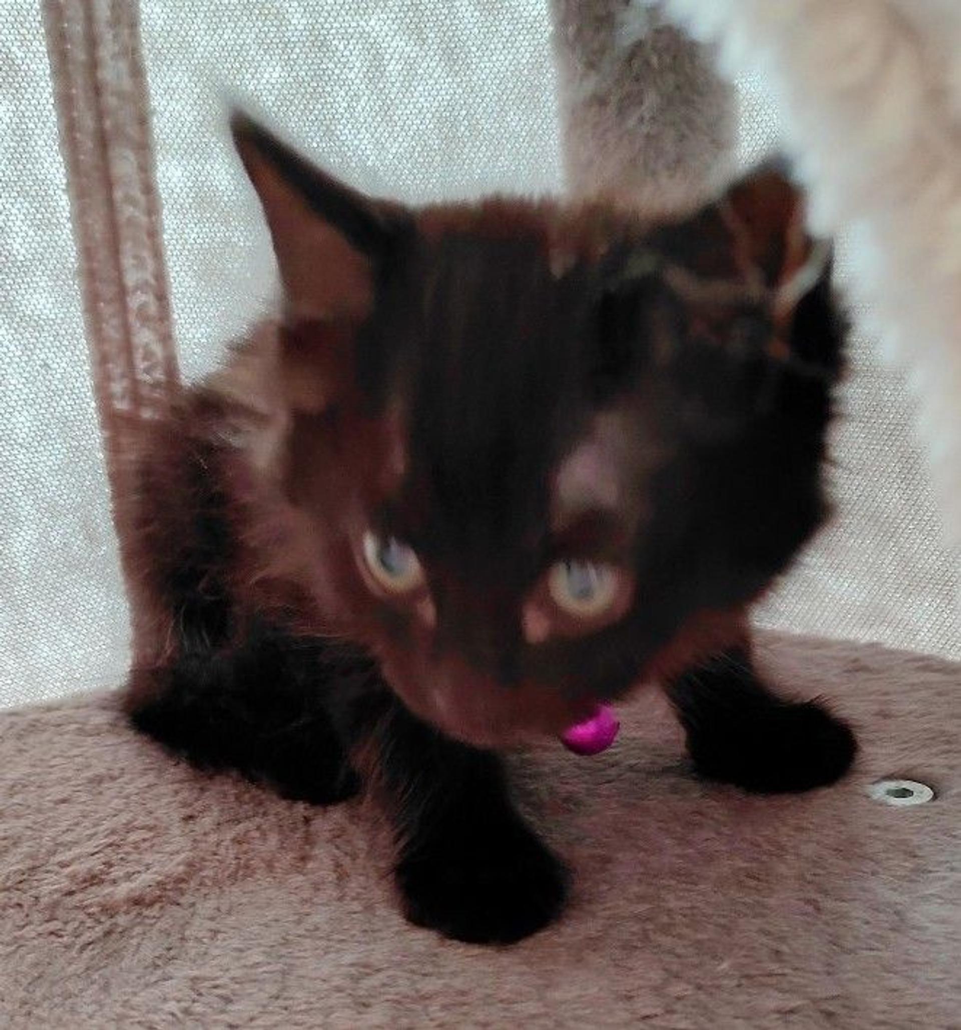 pet-image-6