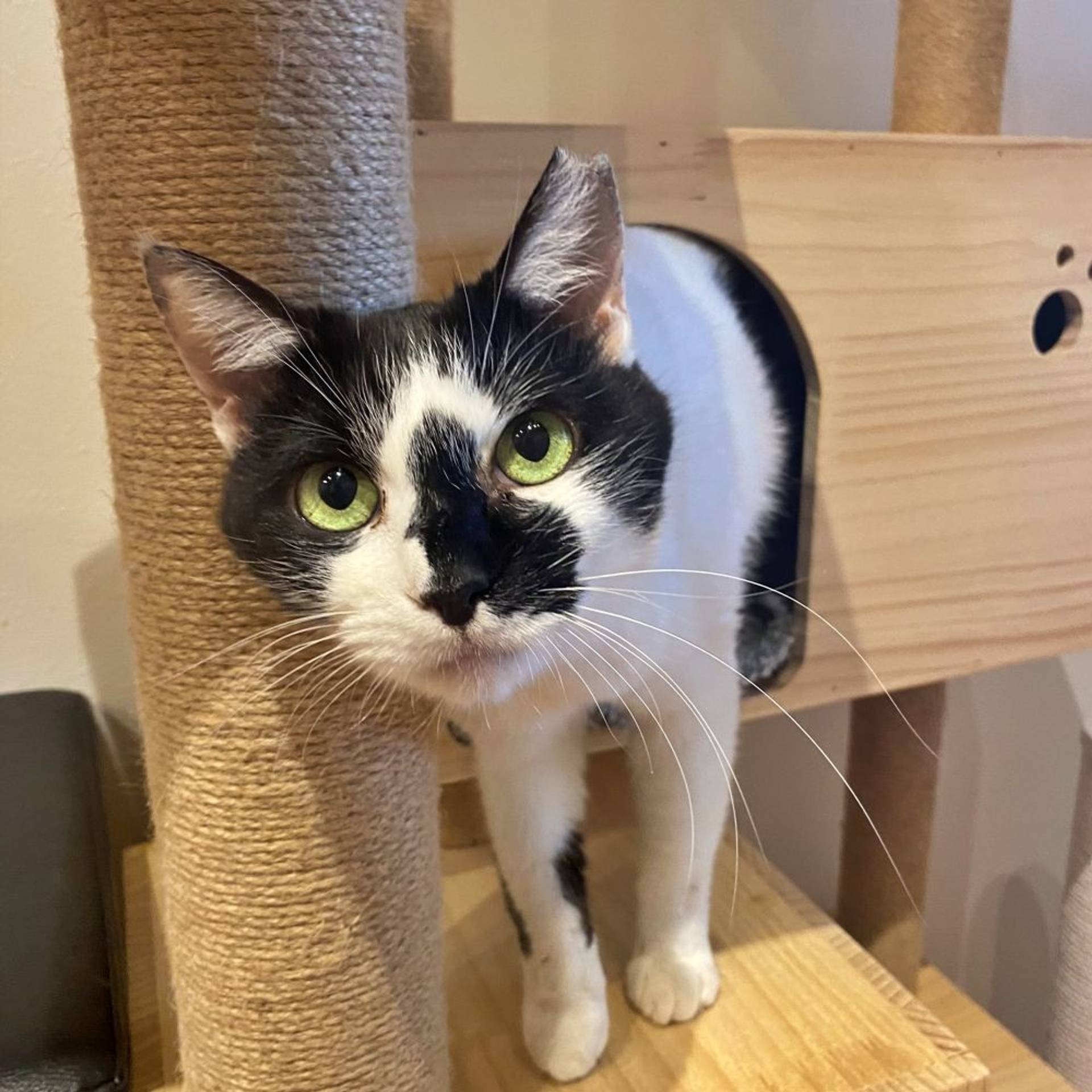 雑種（ミックス猫）・メスの里親募集の写真