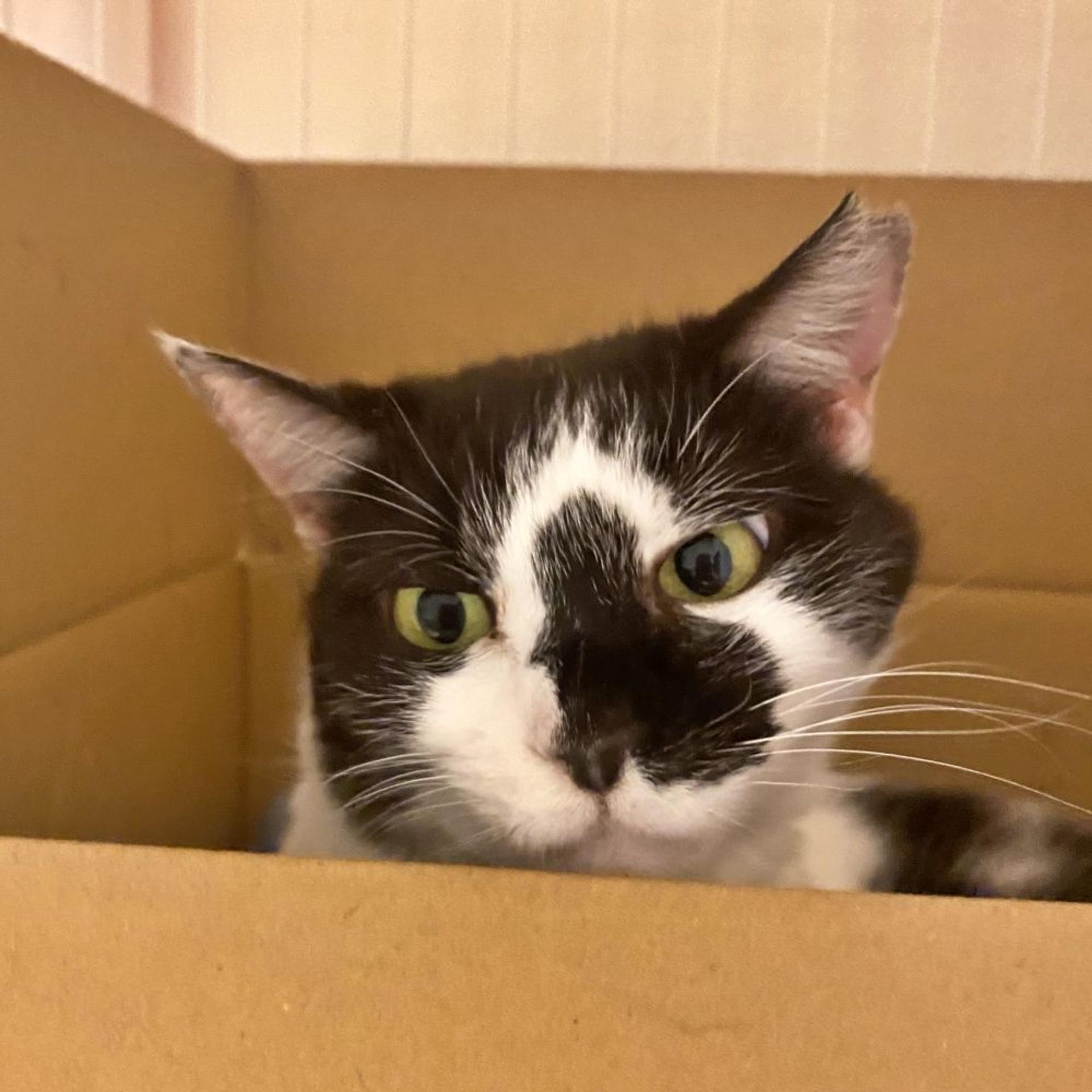 pet-image-3