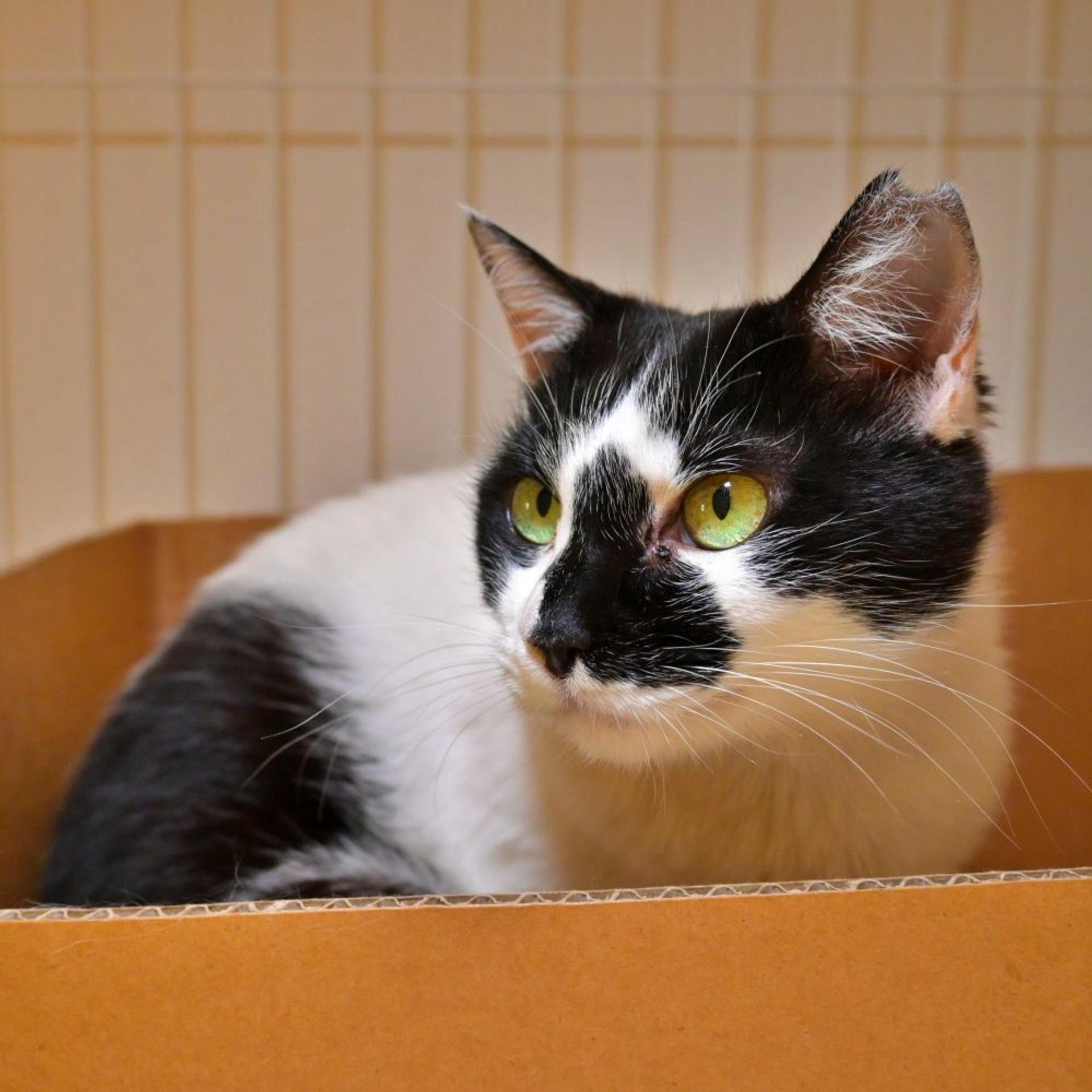 pet-image-5