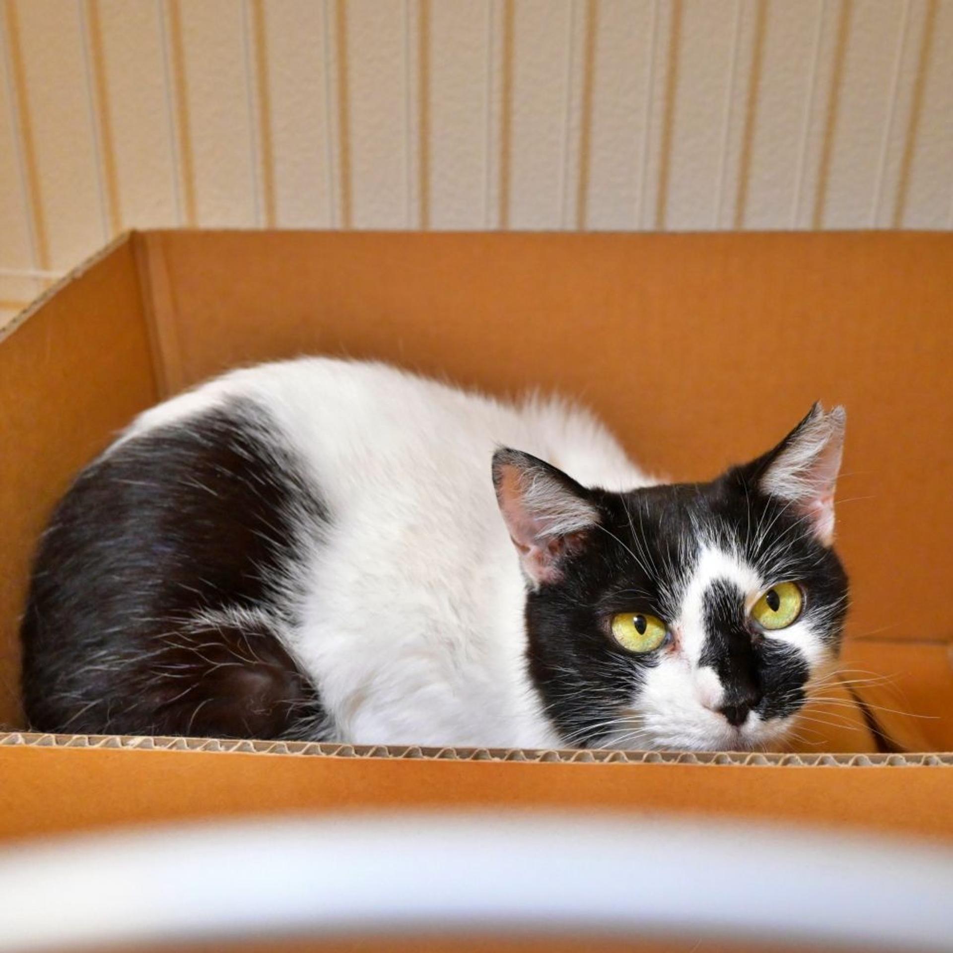 pet-image-6