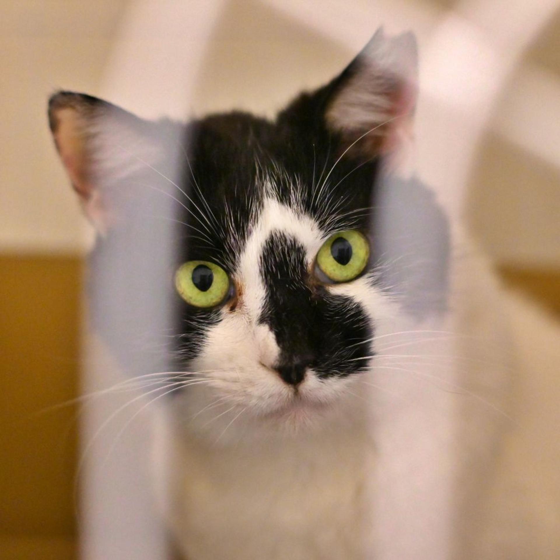 pet-image-7
