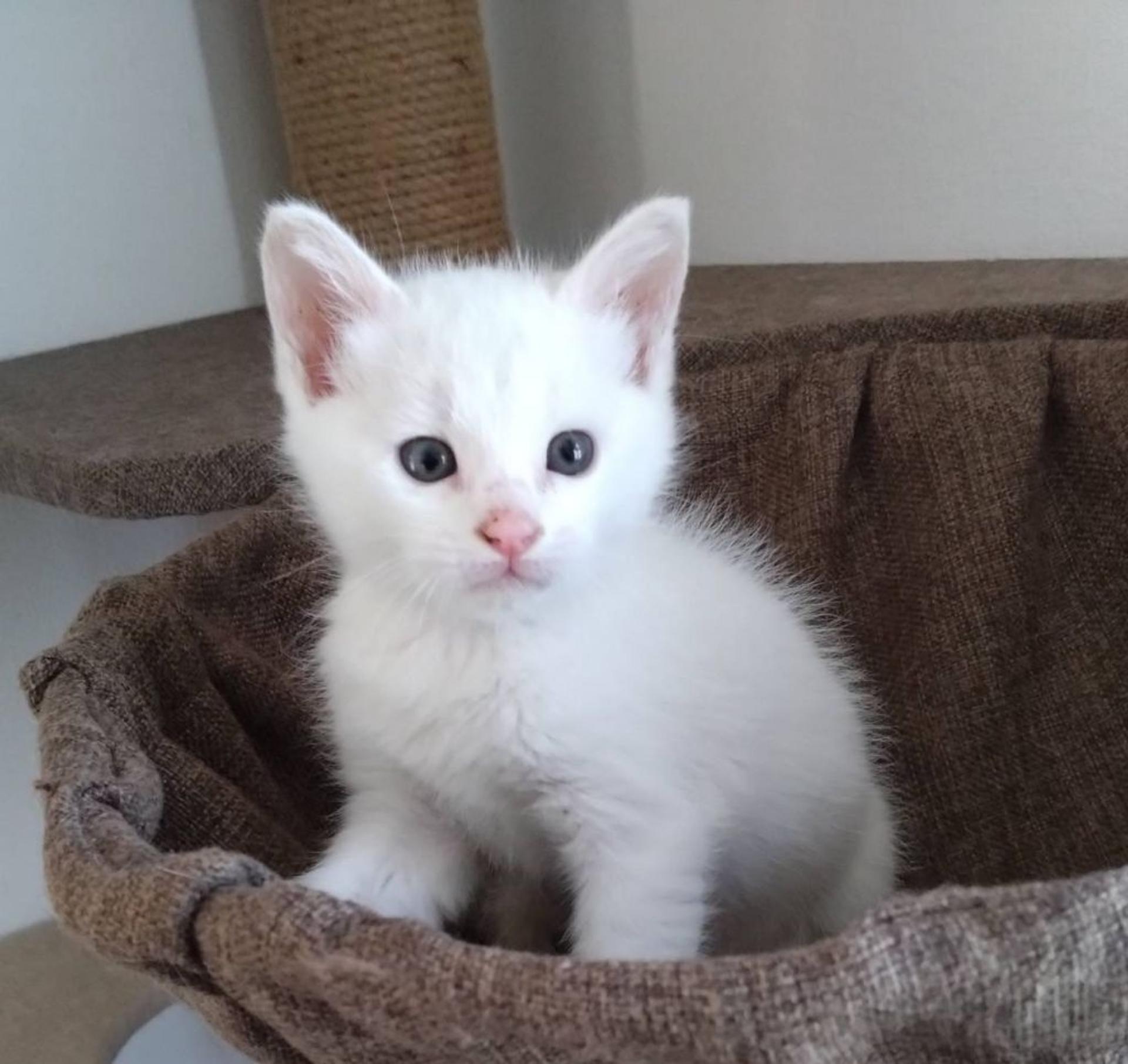 pet-image-2