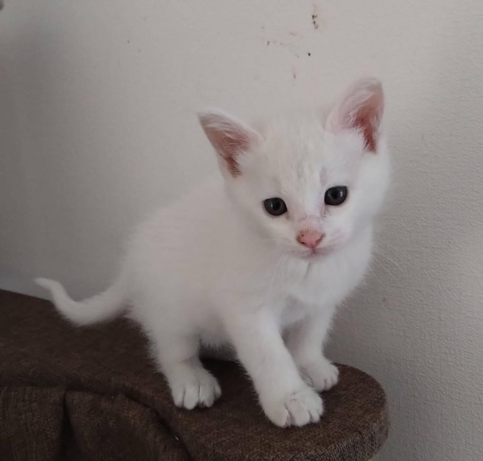 pet-image-3