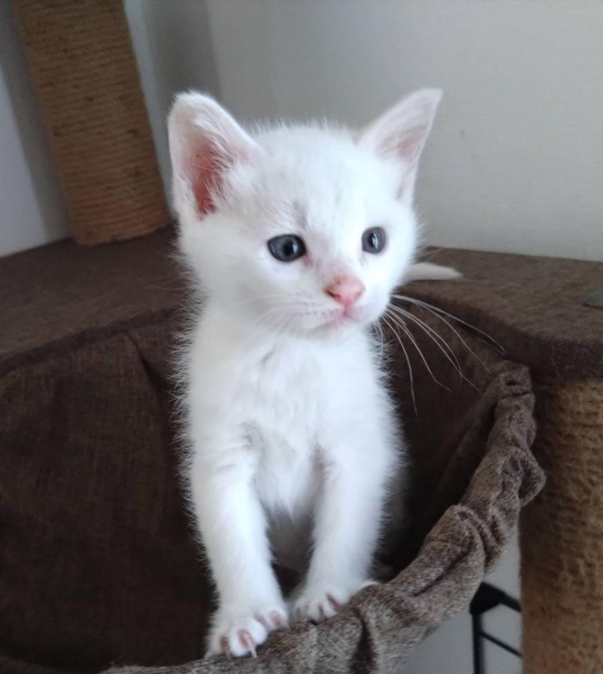 pet-image-4