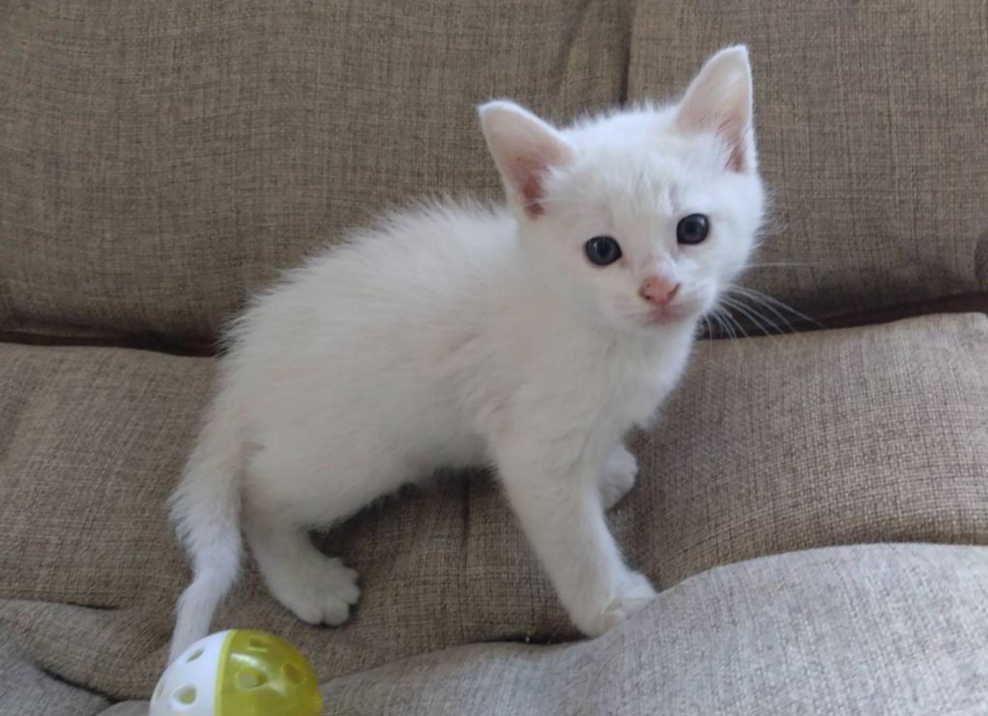 pet-image-5