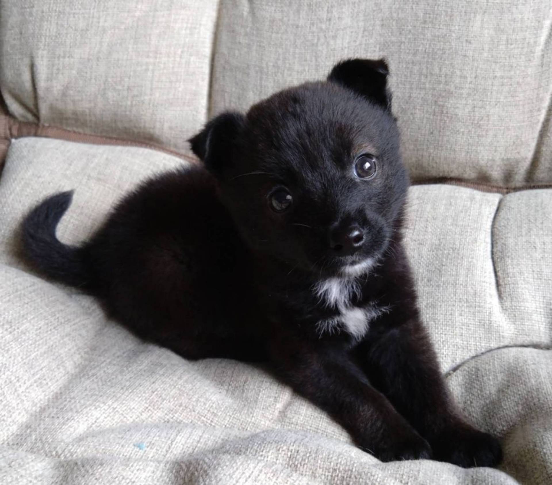 雑種（ミックス犬）・オスの里親募集の写真