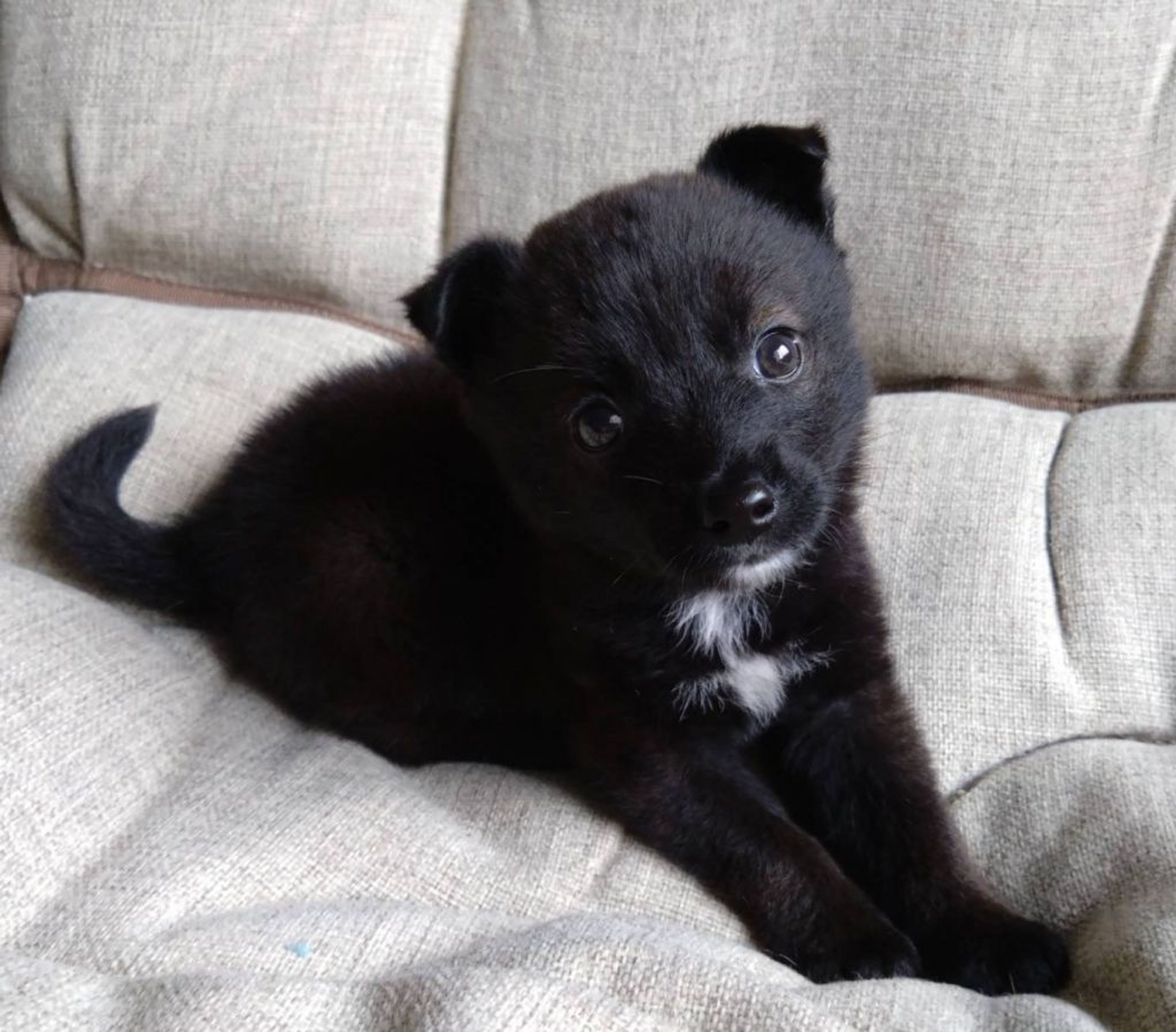雑種（ミックス犬）・オスの里親募集の写真
