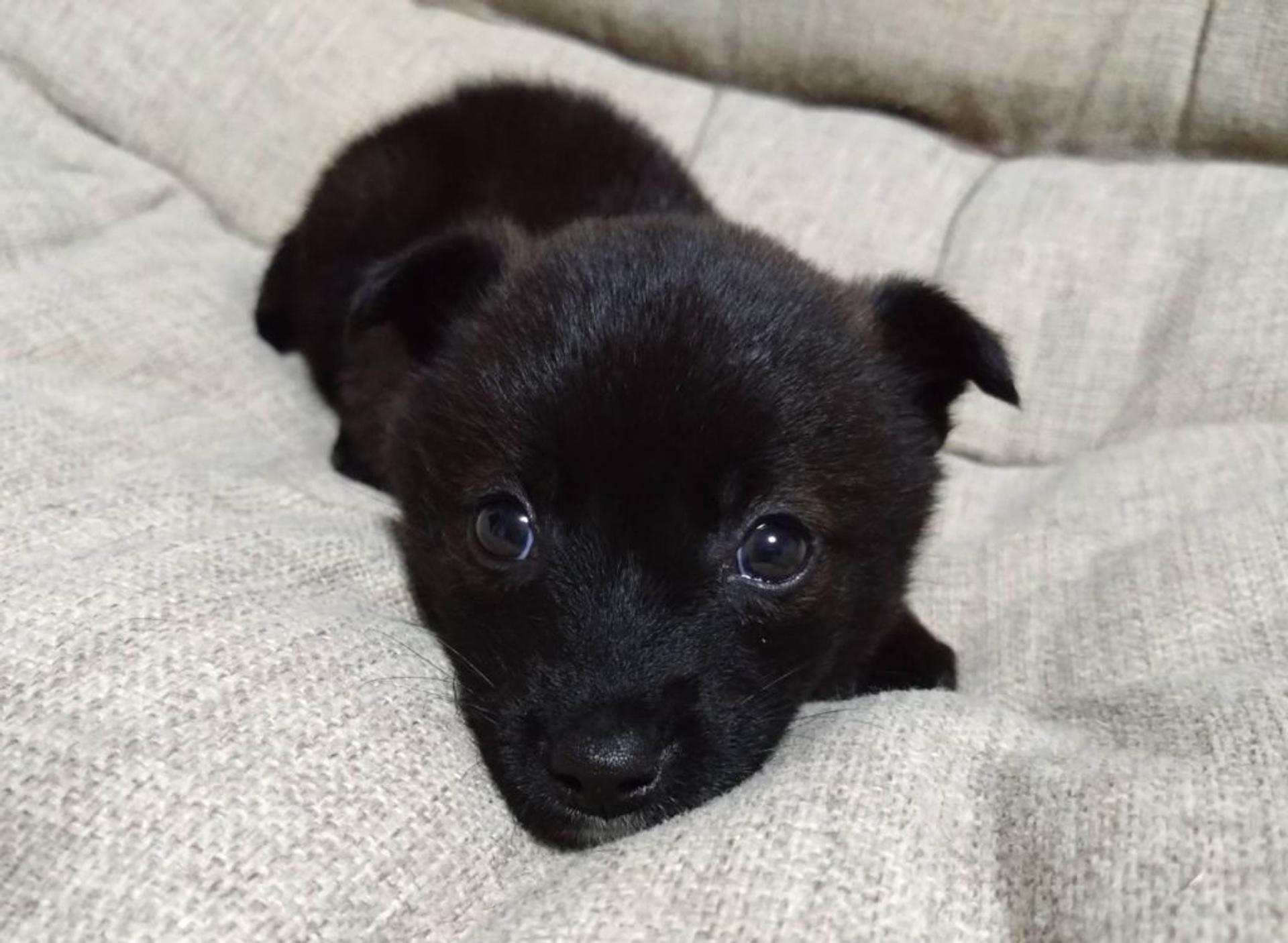 pet-image-2