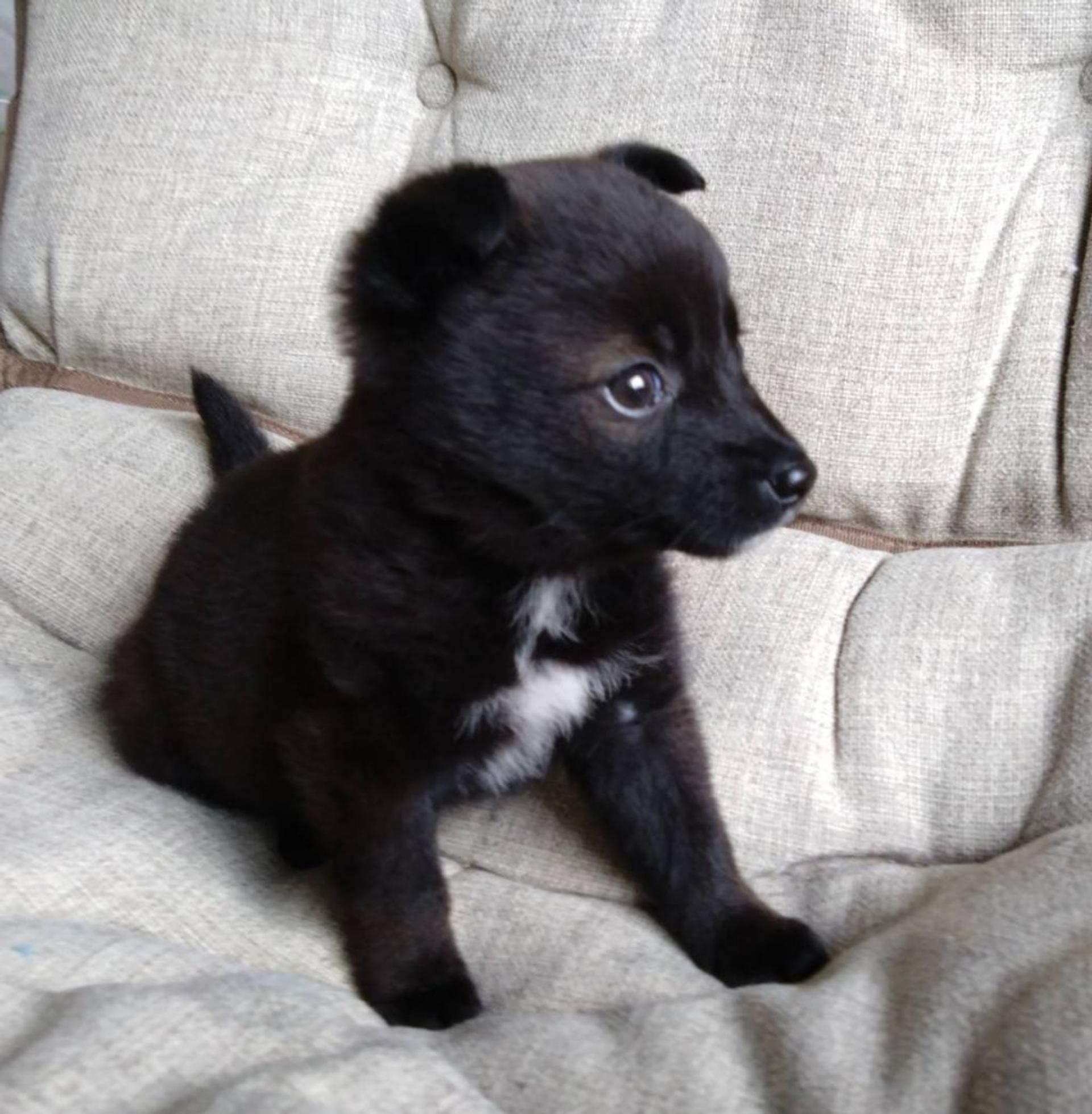 pet-image-5